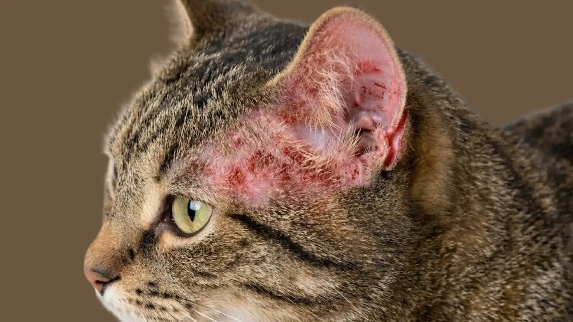 Cat with red inflamed skin and scabs near ear, showing signs of allergic dermatitis