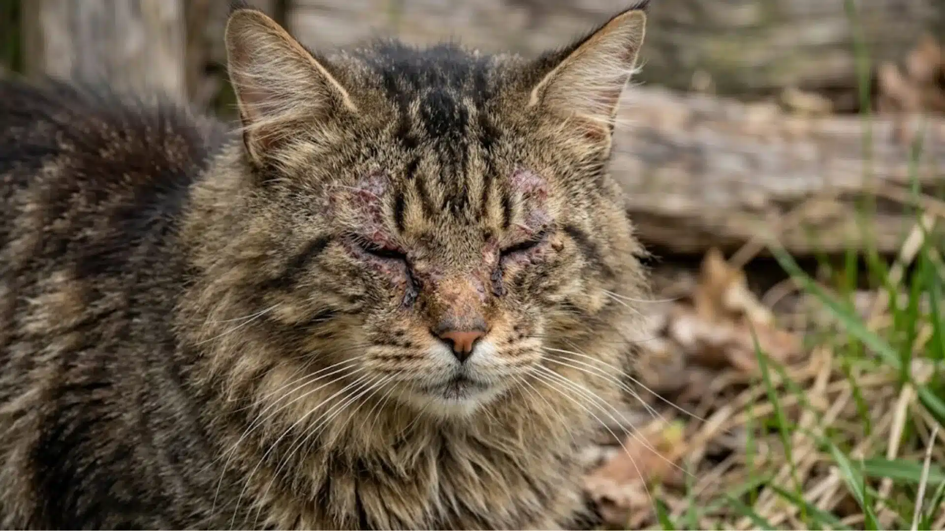 Cat with severe eye crusting and mange, showing advanced infection or untreated skin condition