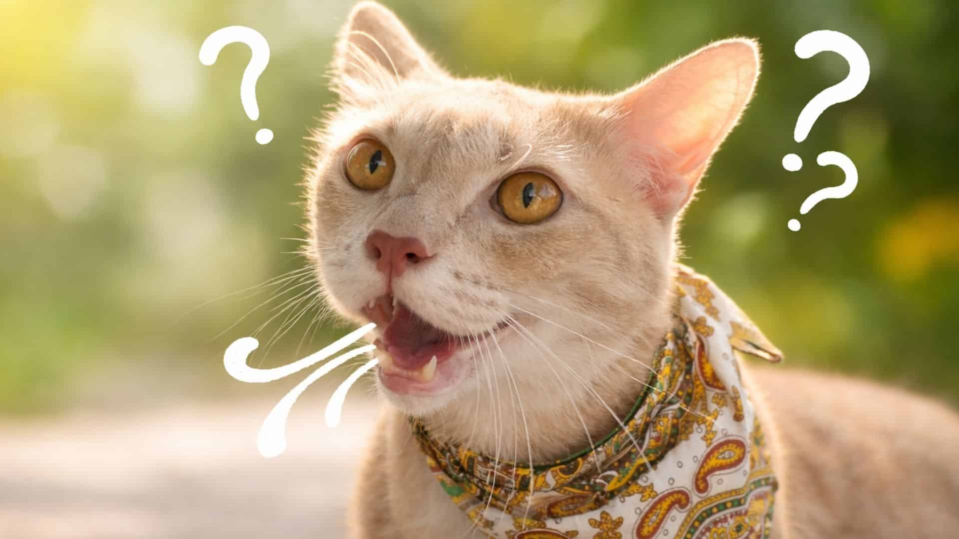 close up of a cat with mouth open