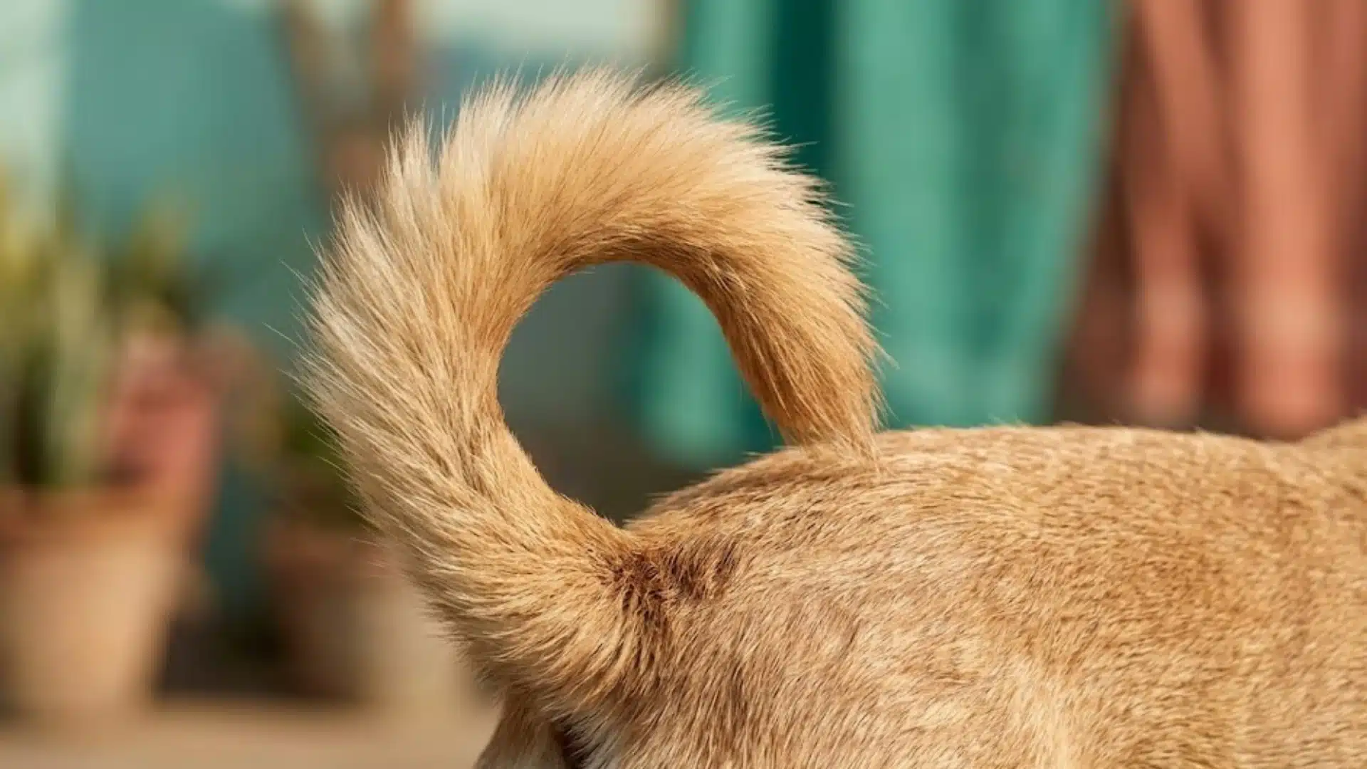 Close-up of a dog’s curled tail with short fur, highlighting tail shape and movement in a home setting