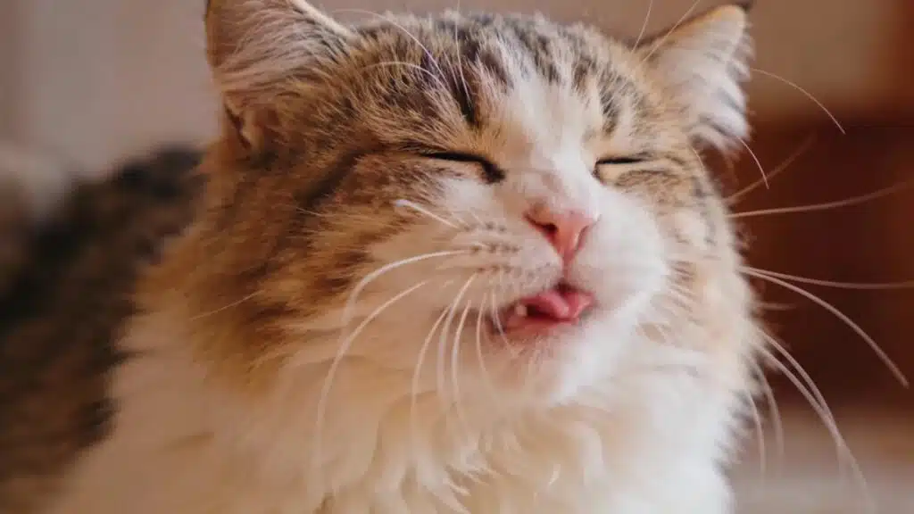 Close-up of a fluffy domestic cat with eyes gently closed, appearing to sneeze or react to irritation, soft natural lighting, warm indoor setting, shallow depth of field