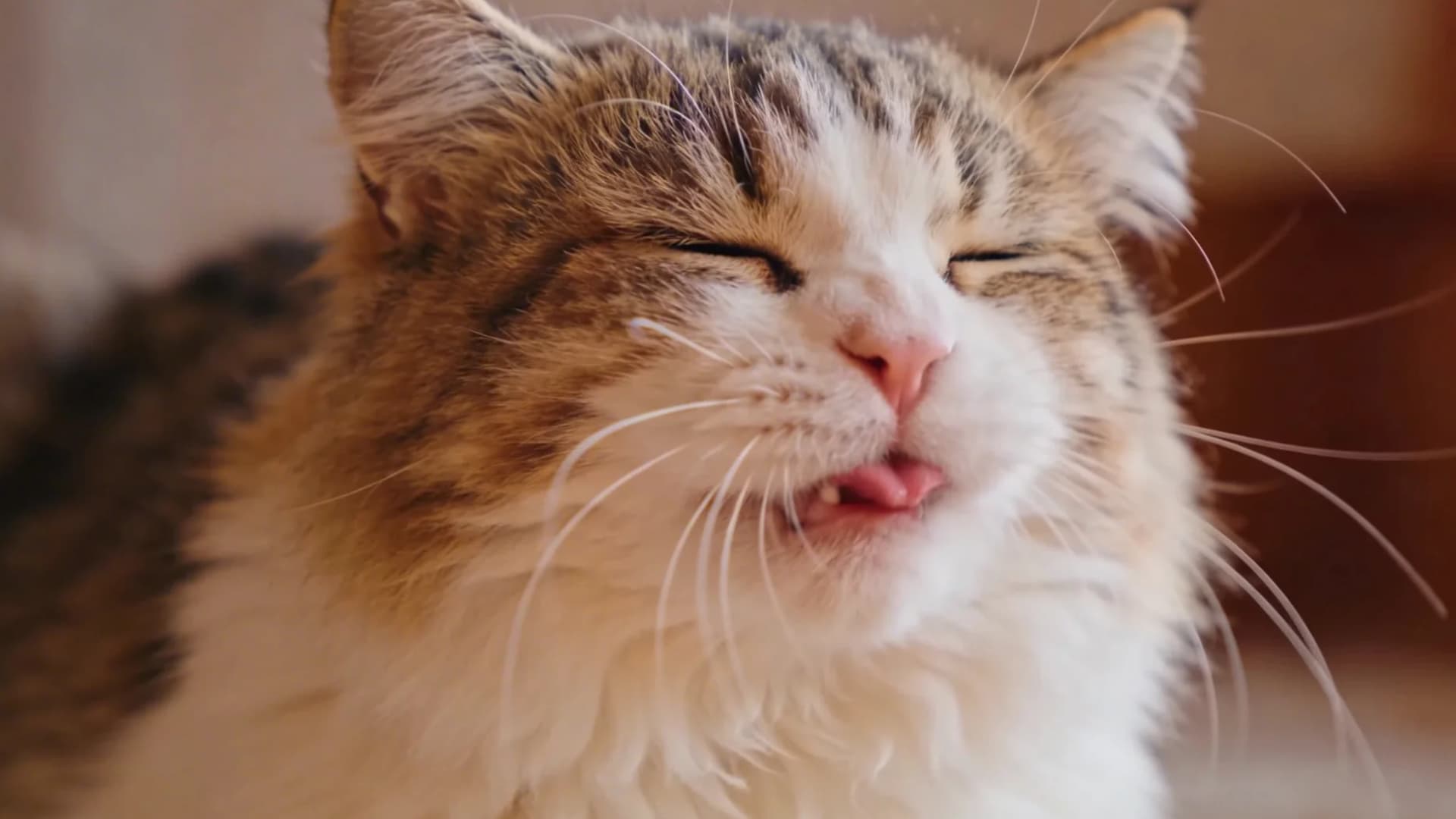 Close-up of a fluffy domestic cat with eyes gently closed, appearing to sneeze or react to irritation, soft natural lighting, warm indoor setting, shallow depth of field