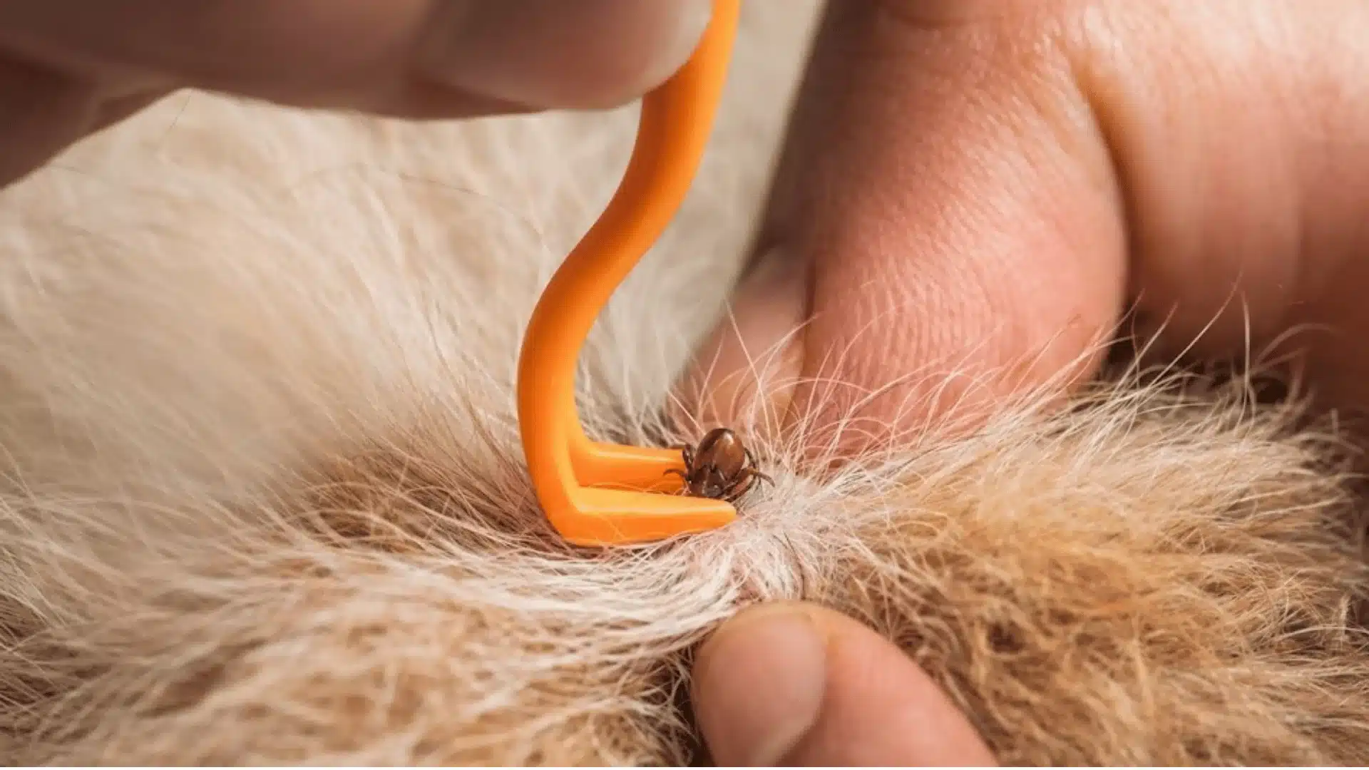 Close up of tick removal tool lifting tick from dog fur while fingers part hair for visibility
