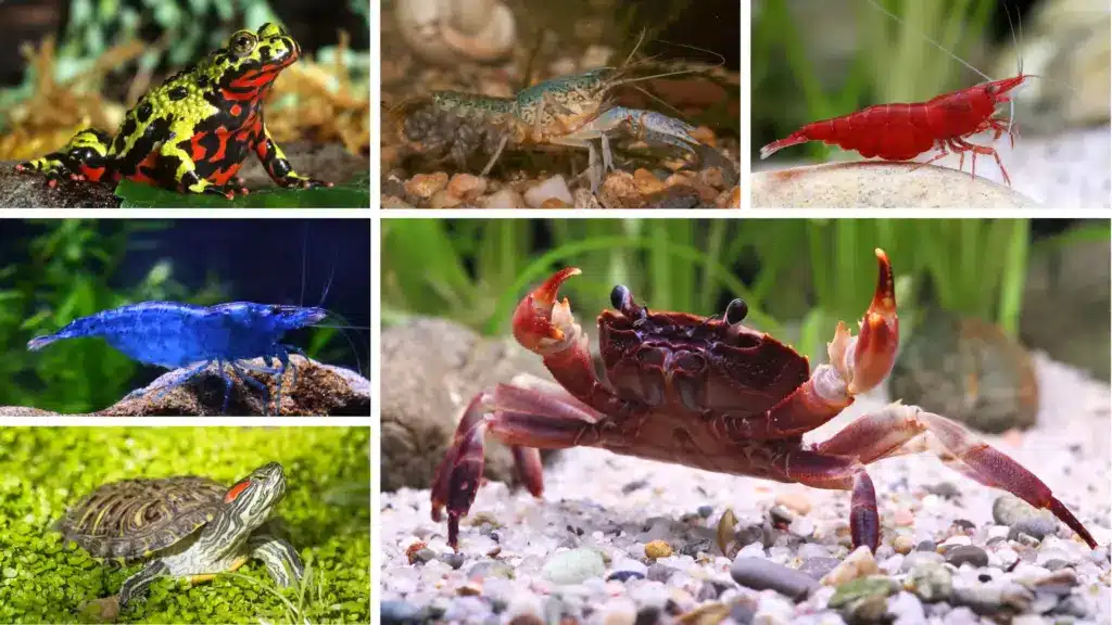 Collage of non fish aquarium pets including shrimp, crayfish, crab, frog, and turtle in separate sections