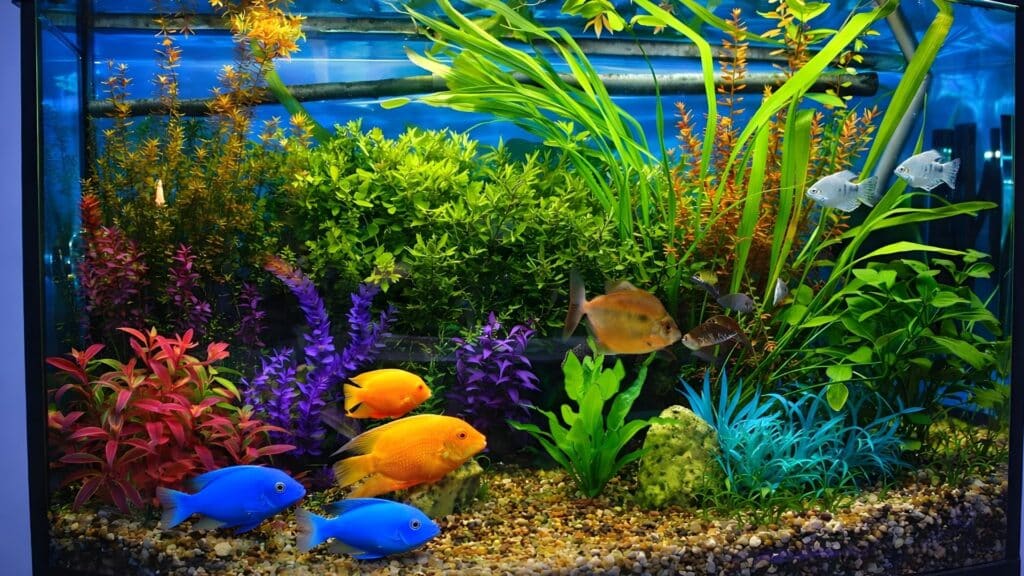Colorful freshwater aquarium with blue, yellow, and orange fish and bright plants