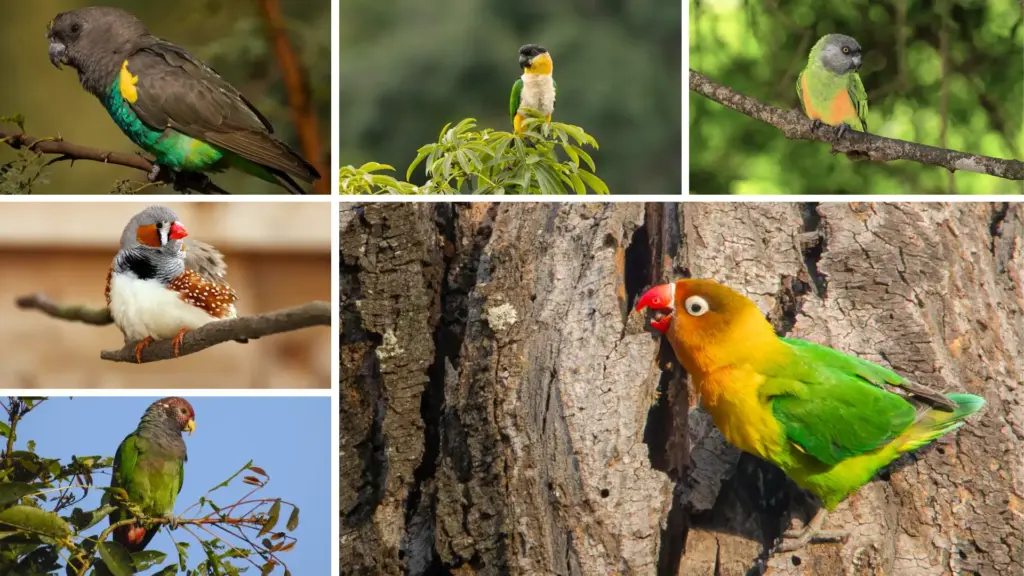Colorful pet birds collage featuring parrots, parakeets, finches, and lovebirds perched on branches in natural settings