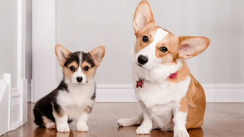 Corgi adult and puppy sitting on wooden floor indoors, looking at camera with tilted heads in bright home space