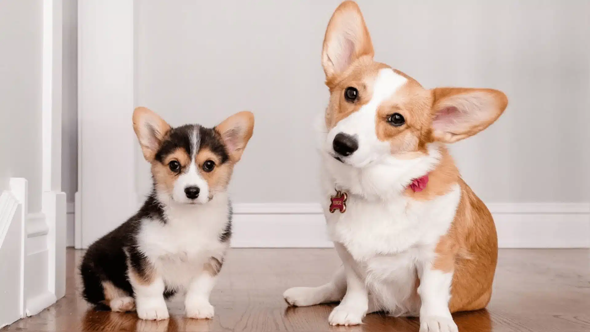 Corgi adult and puppy sitting on wooden floor indoors, looking at camera with tilted heads in bright home space