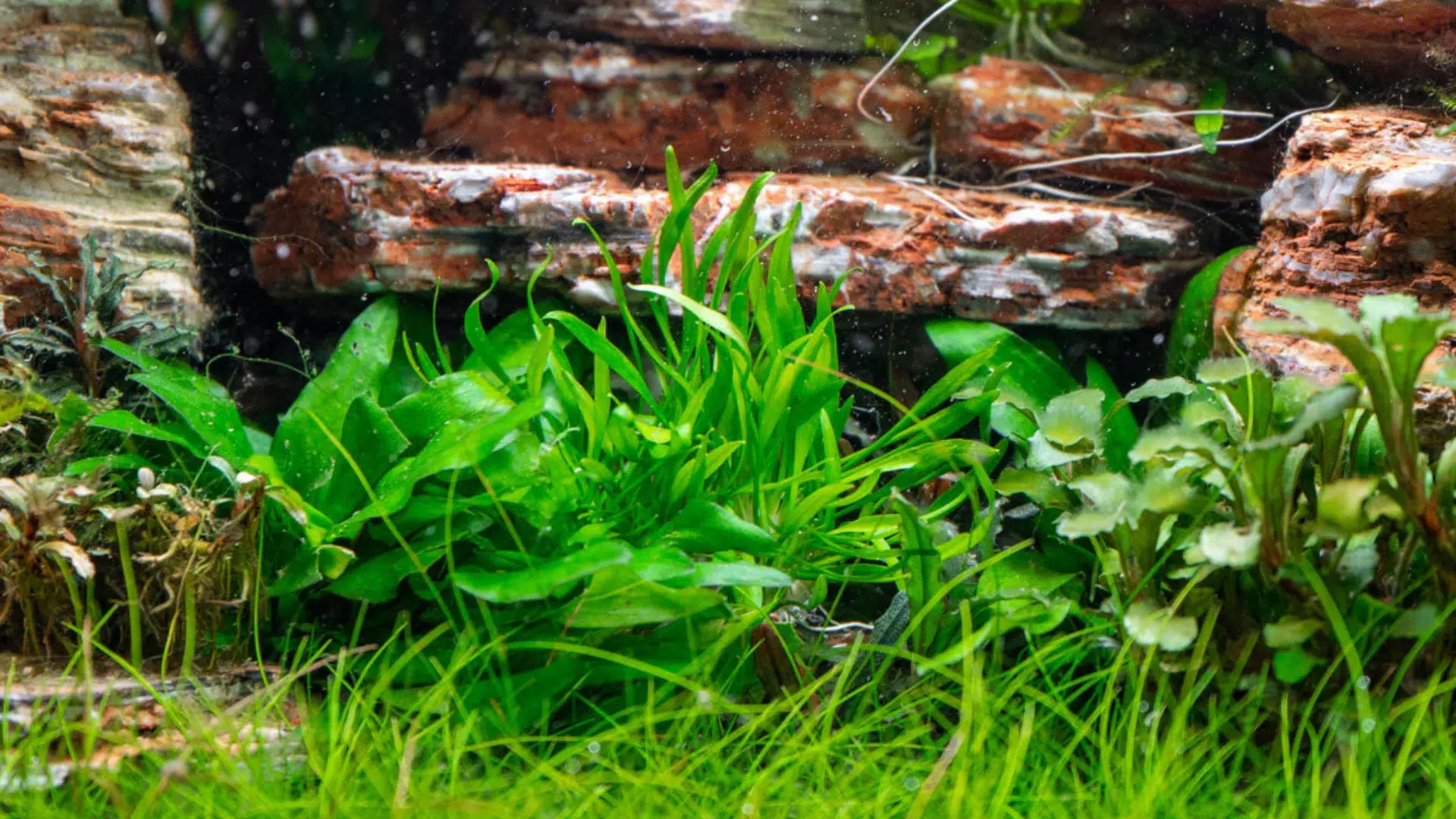 Cryptocoryne Lucens