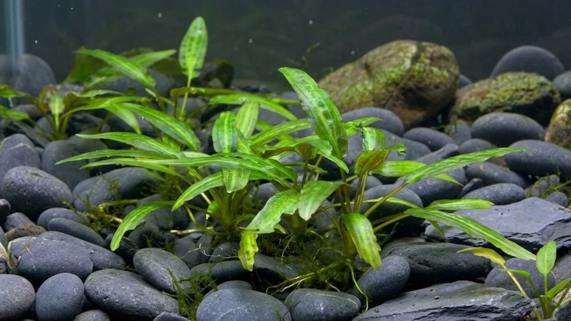 Cryptocoryne Wendtii growing among smooth black stones with clear water and natural aquascape setup