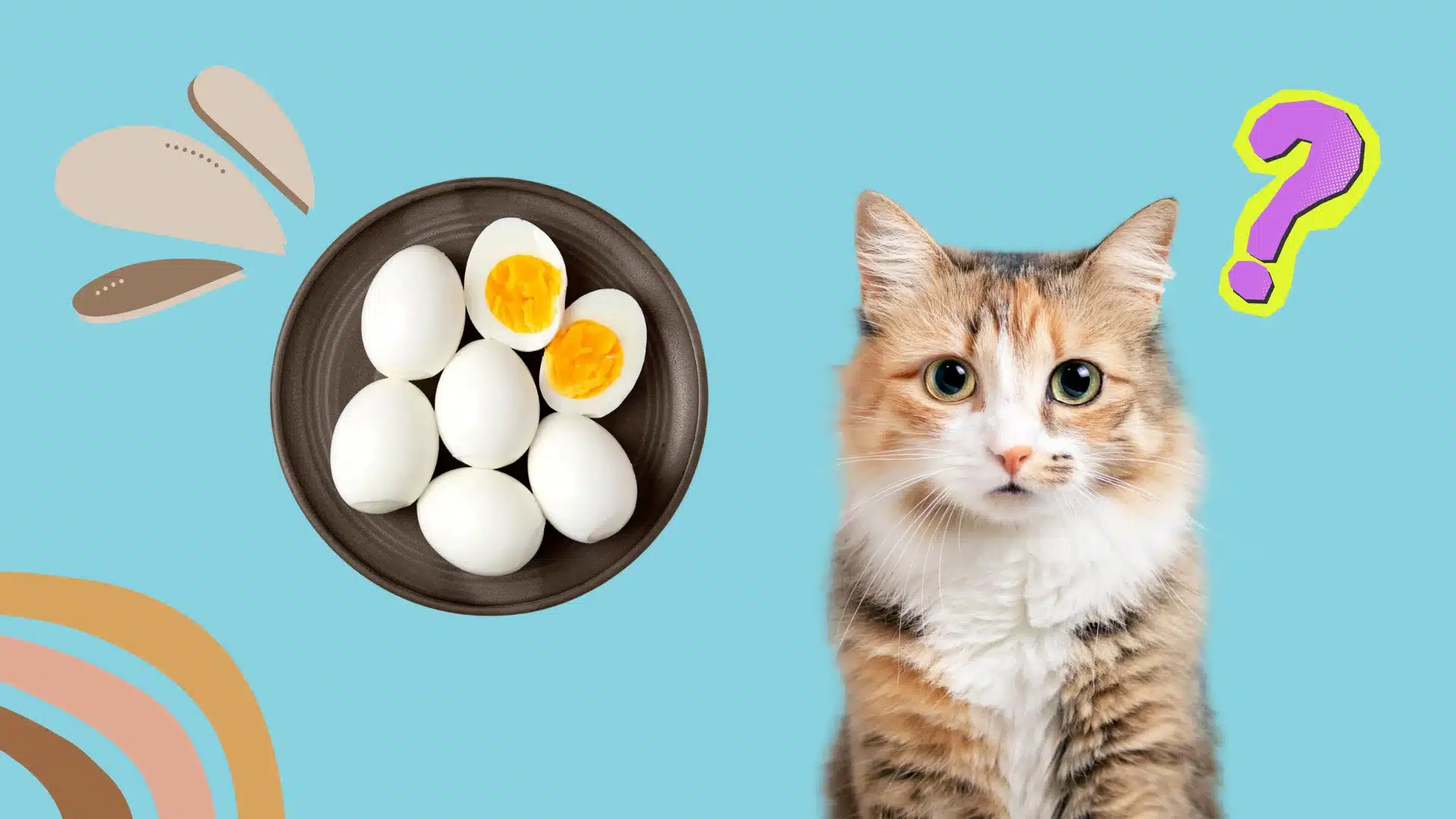 Curious cat beside bowl of boiled eggs with question mark, showing uncertainty about feeding eggs to cats