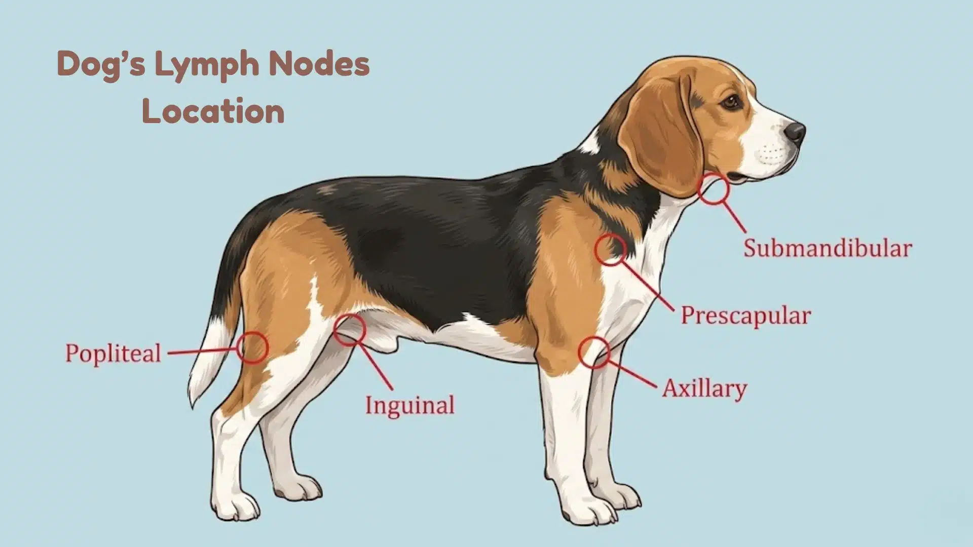 Diagram of a dog showing lymph node locations including submandibular, prescapular, axillary, inguinal, and popliteal regions