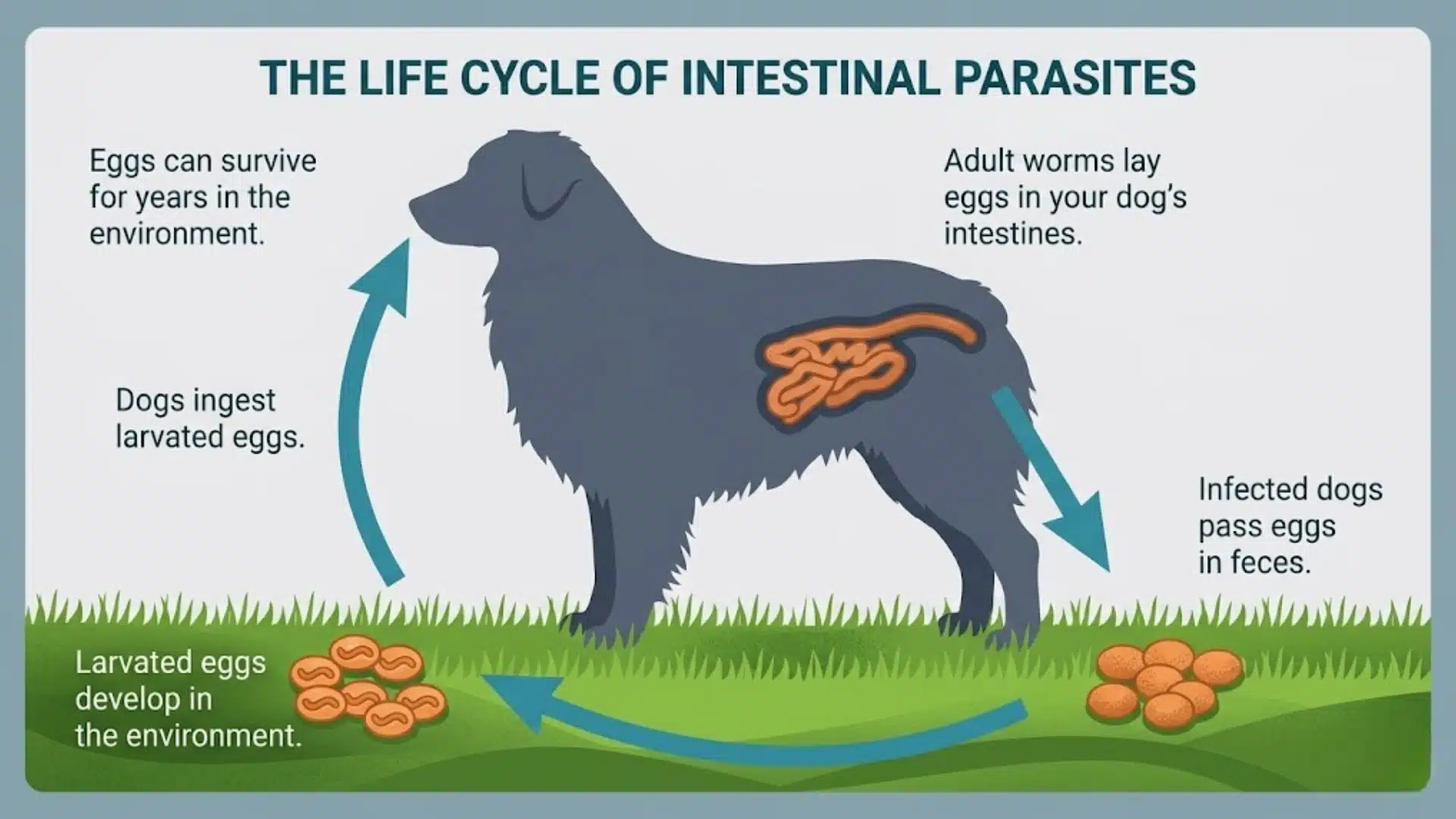 Diagram showing life cycle of intestinal parasites in dogs, including eggs, larvae, infection, and feces transmission