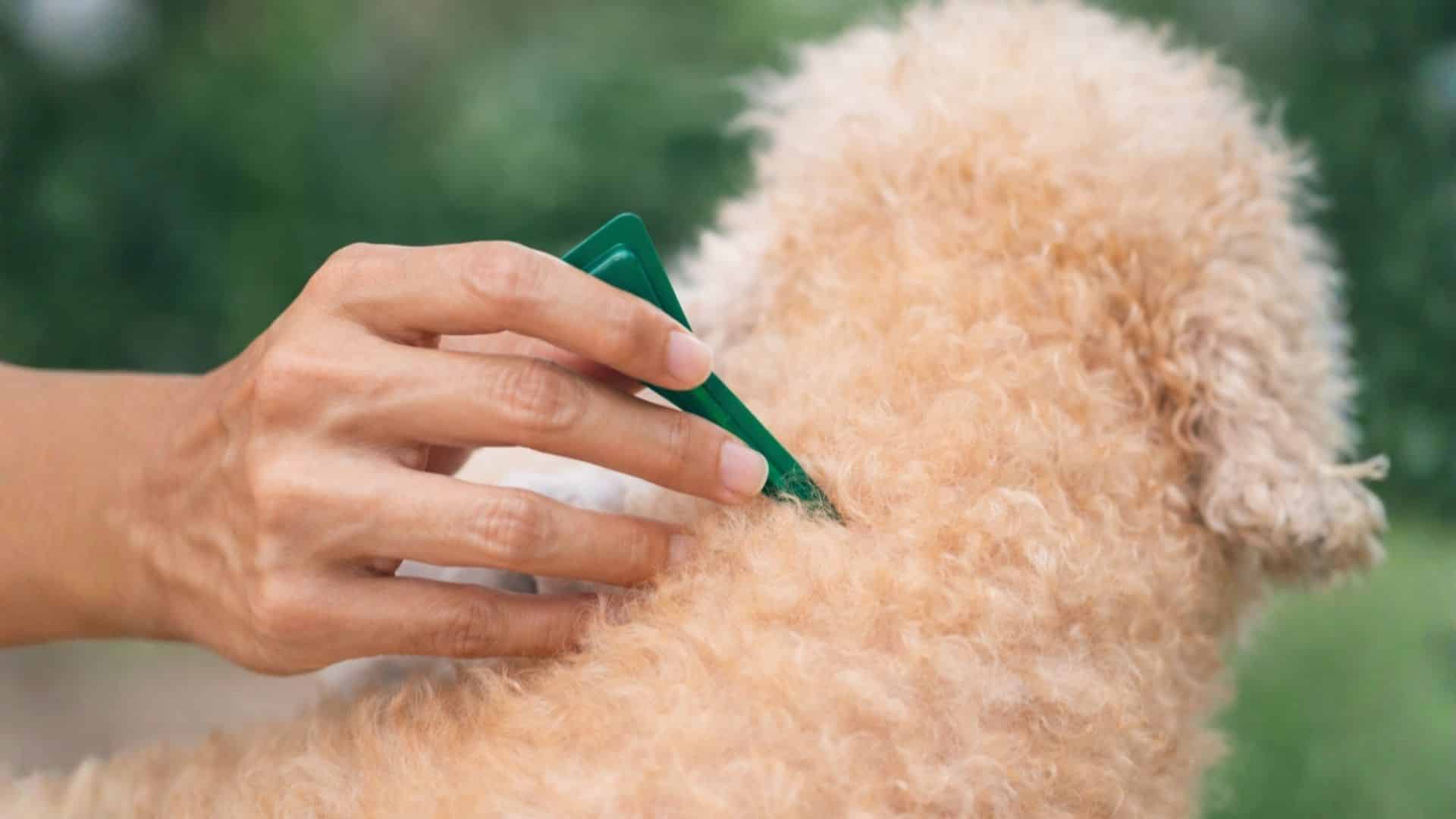 dog being groomed with flea comb