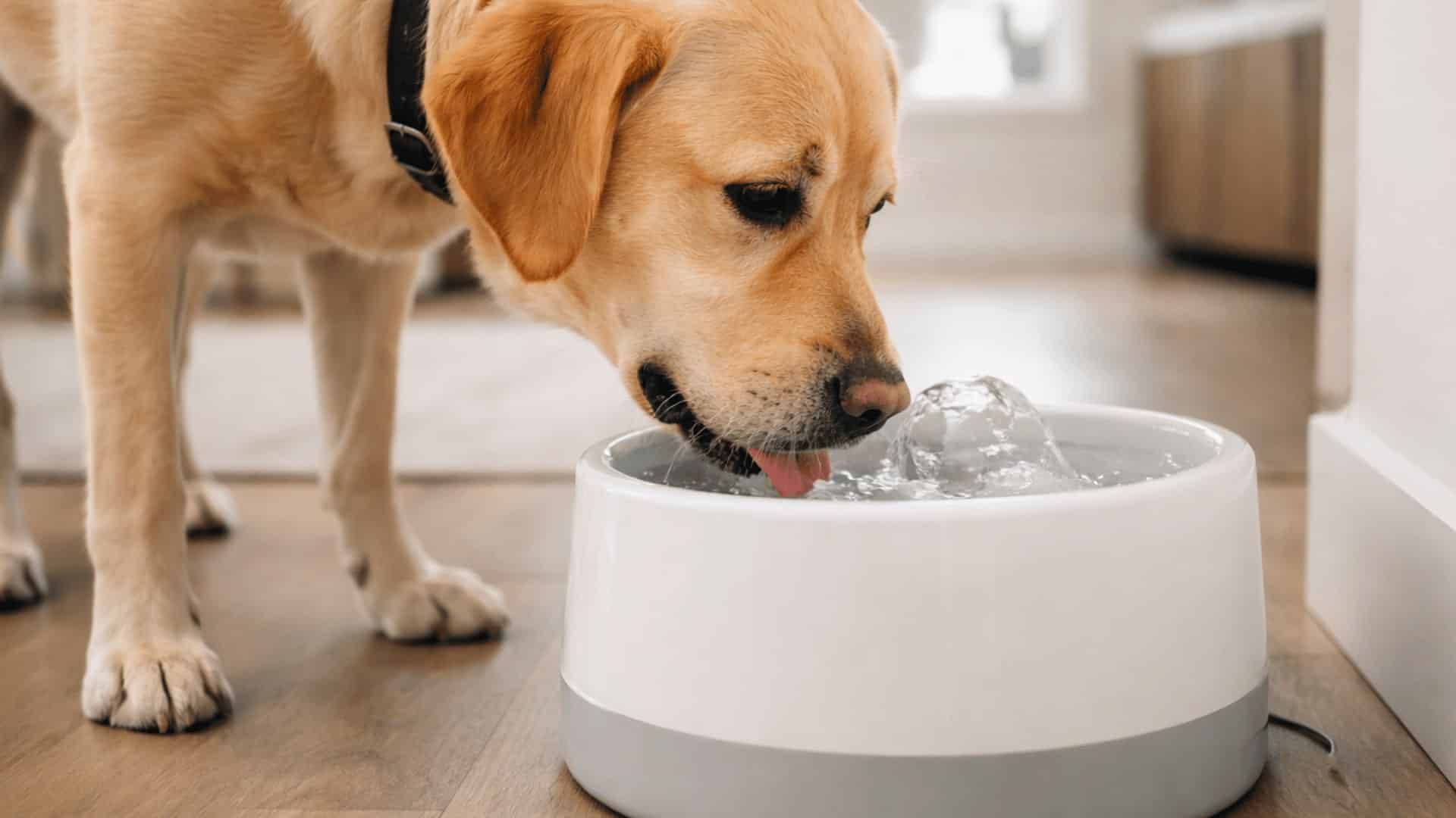 Dog drinking water from indoor pet fountain in modern home with soft natural lighting