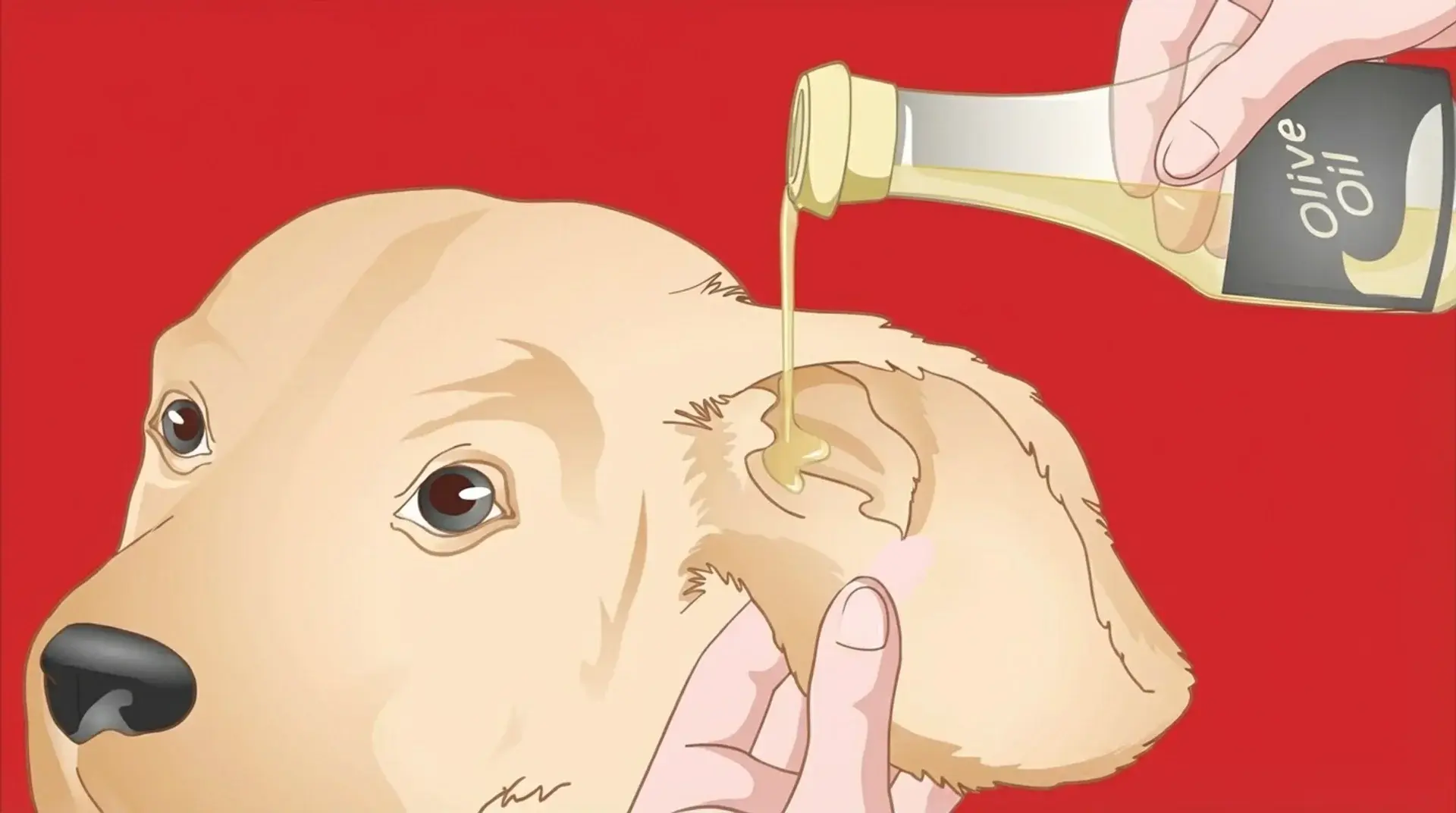 Dog ear infection home remedy with oil being applied to a dog's ear to help soothe irritation and support ear cleaning