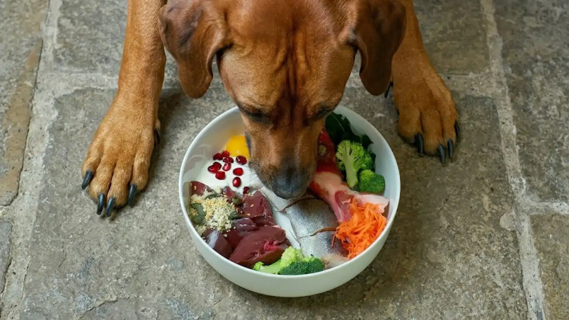 Dog eating a bowl of raw fish and vegetables including salmon, broccoli, carrots, and pomegranate seeds