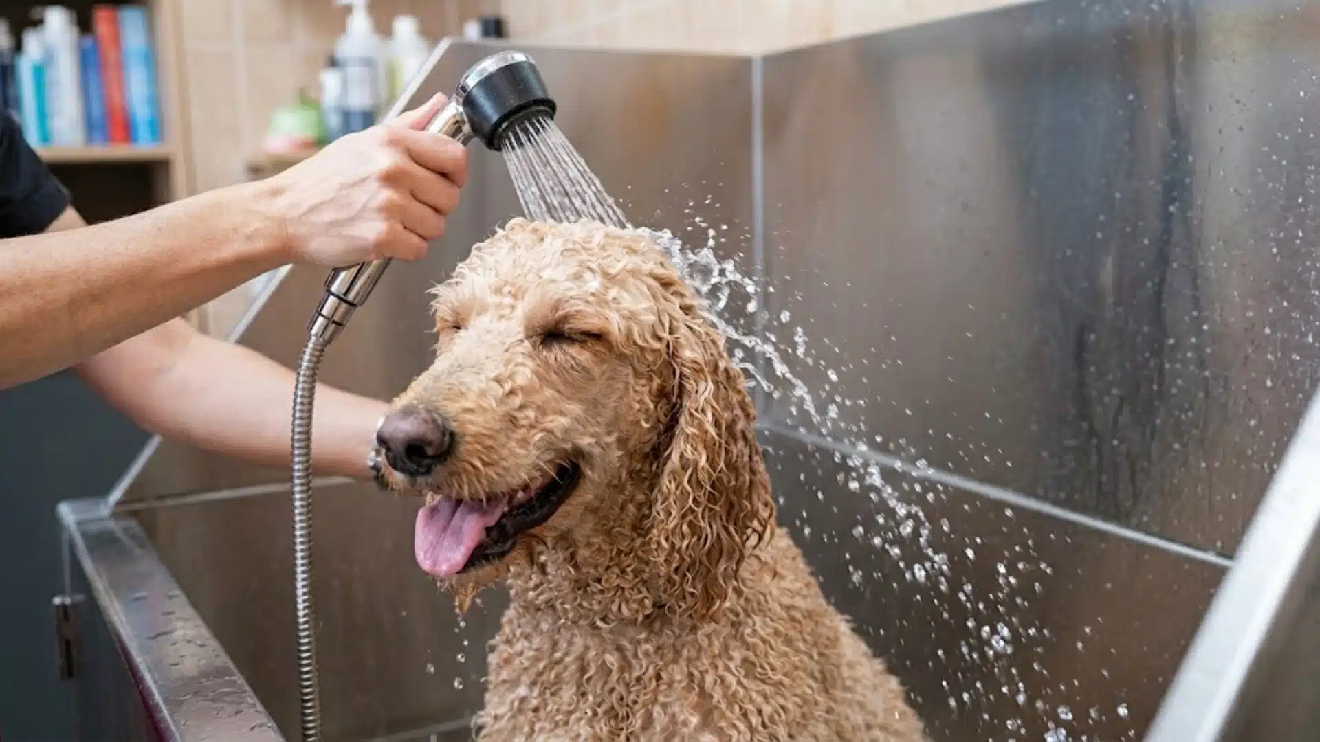 Dog getting a bath with handheld shower in tub, wet curly coat being rinsed during a calm dog bath routine at home