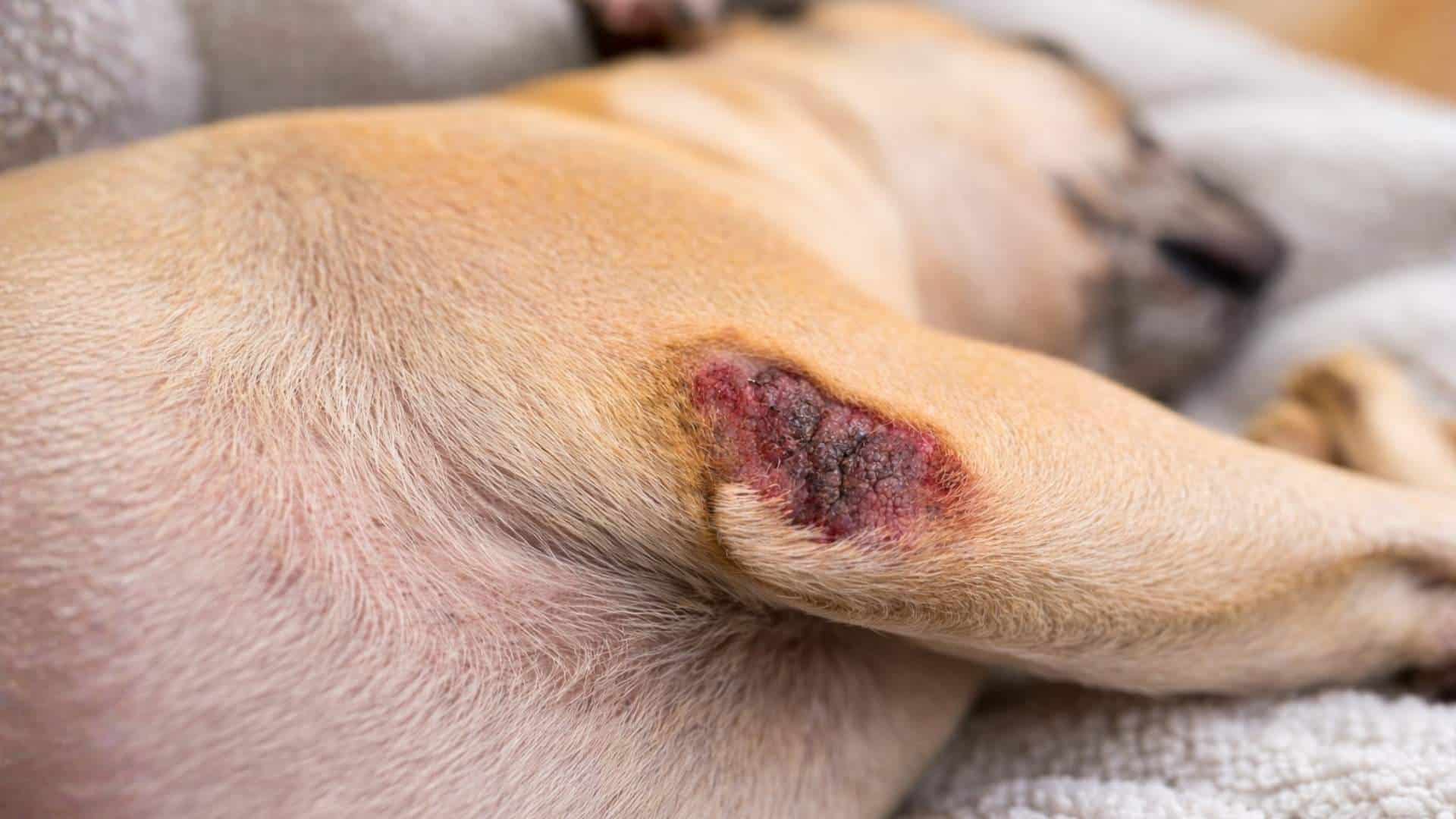 dog healing skin sore on hind leg