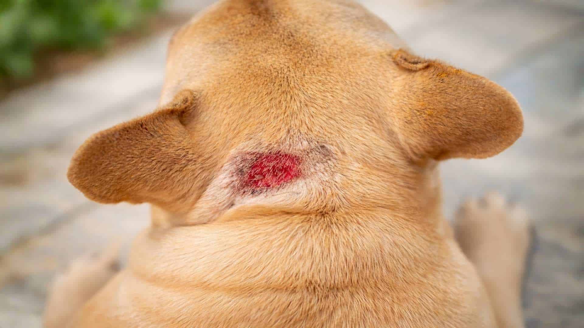 dog hot spot on neck close up