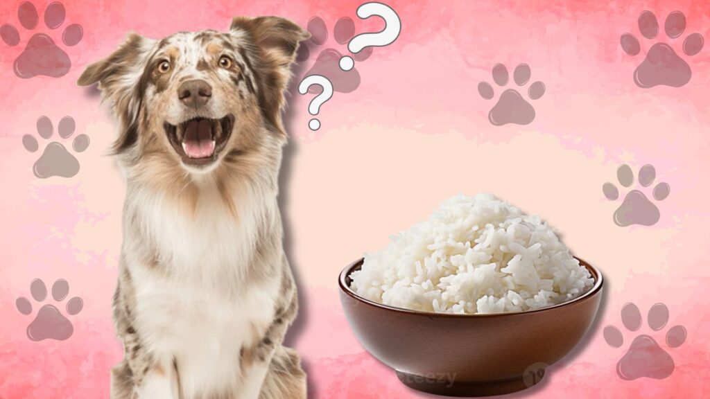 Dog looking at bowl of white rice with question marks background