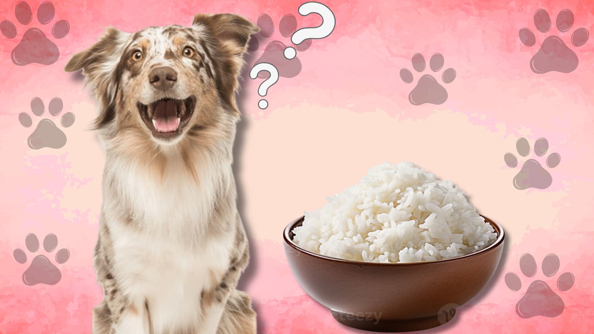 Dog looking at bowl of white rice with question marks background
