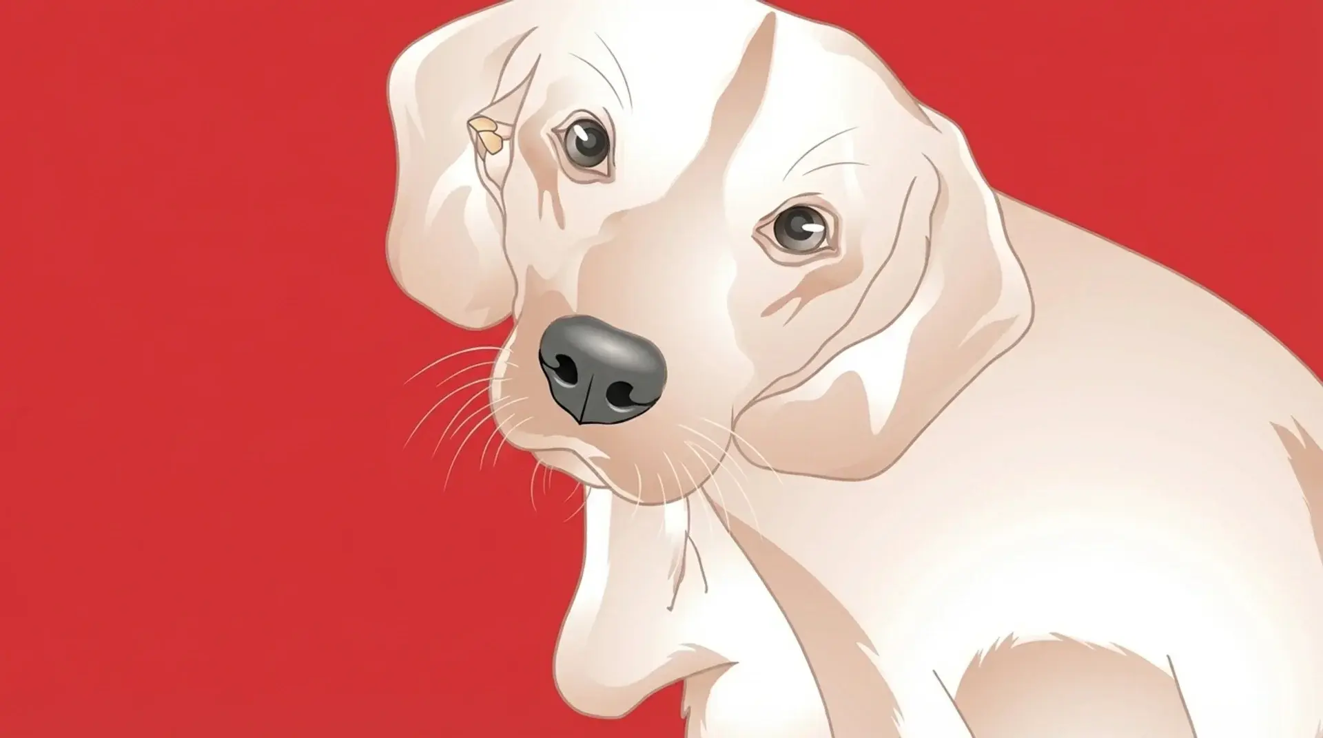 Dog shaking head due to ear infection symptoms such as irritation, discomfort, or buildup in the ear canal