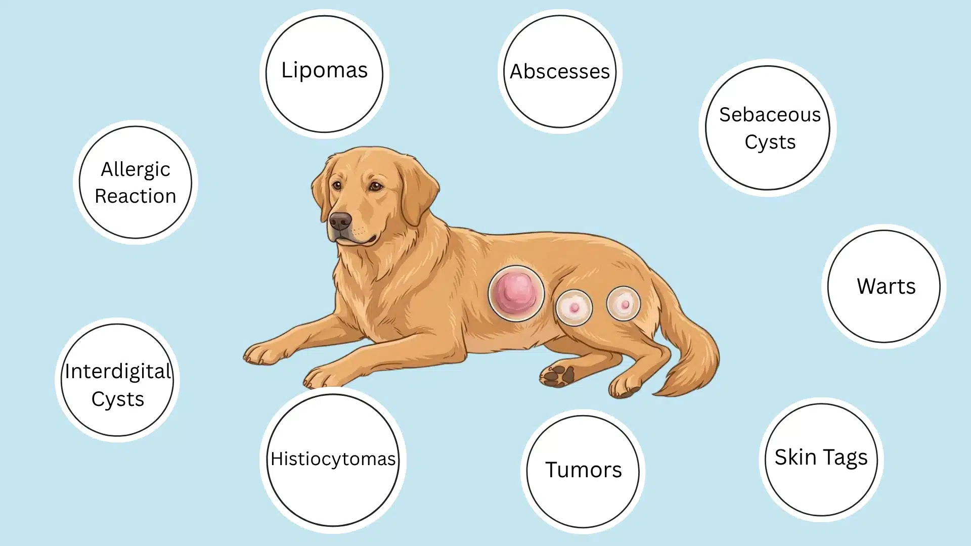 Dog skin bumps diagram showing types of bumps including cysts, warts, tumors, and allergic reactions