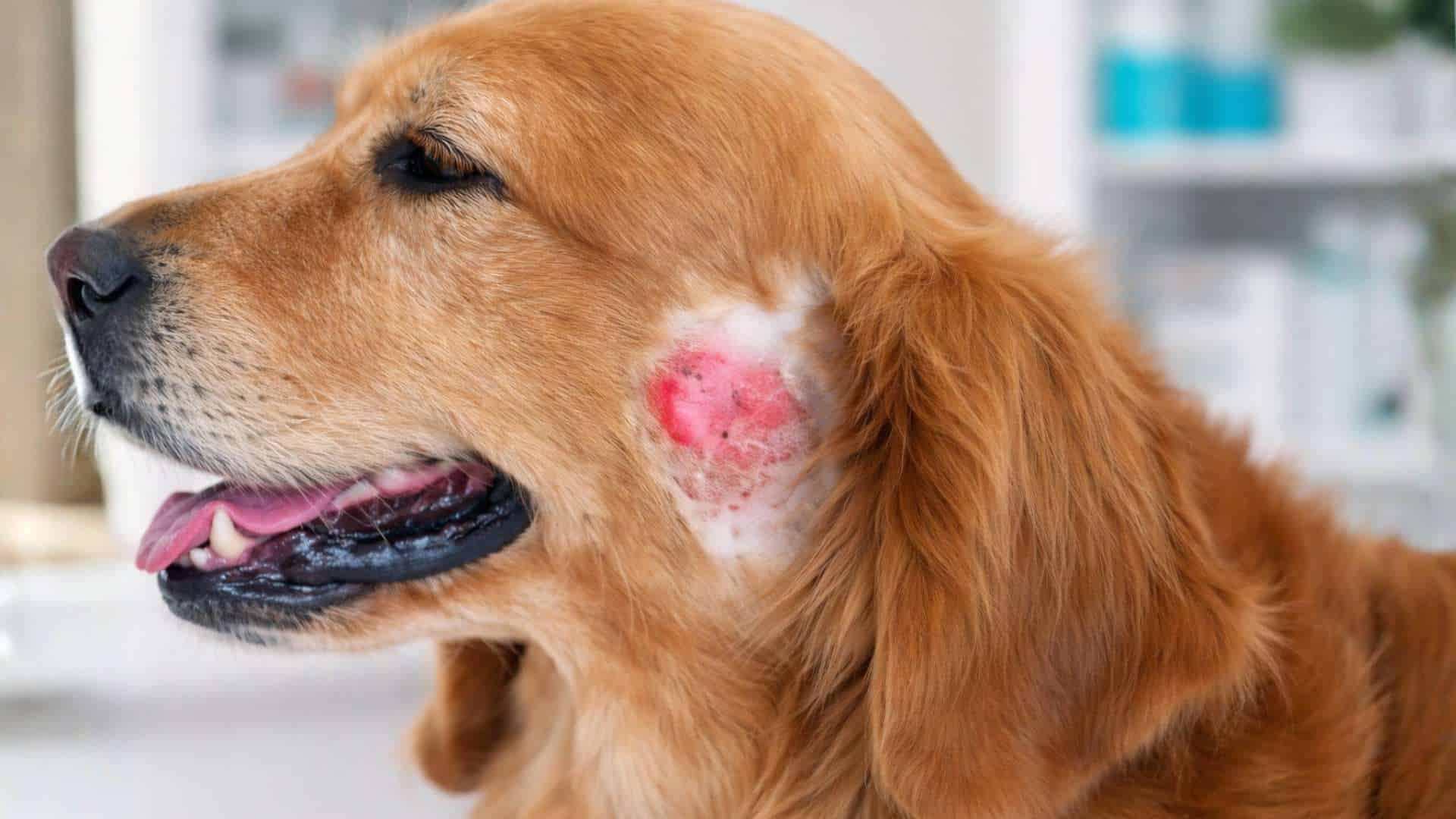 dog sore near ear close up