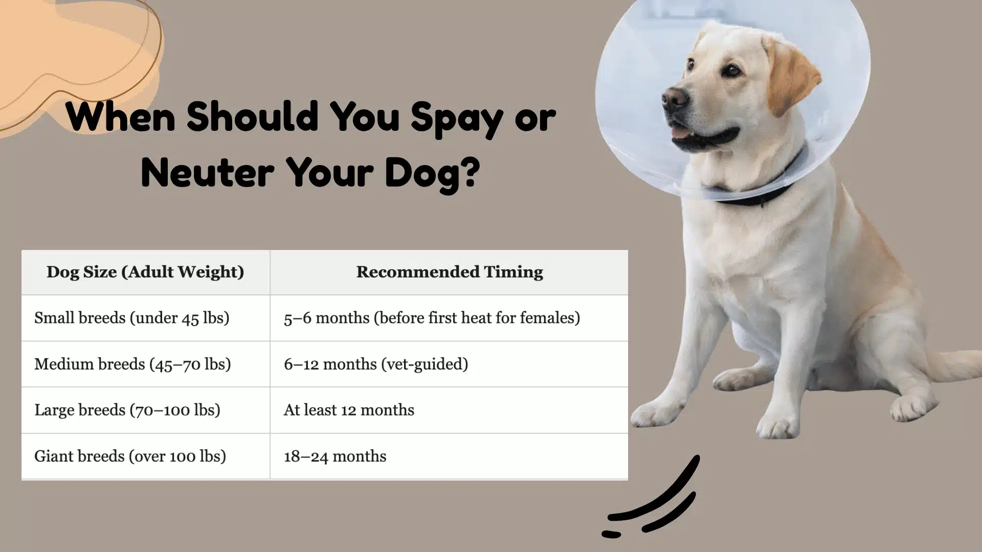 Dog spay and neuter timing chart by size, showing recommended ages for small, medium, large, and giant breeds