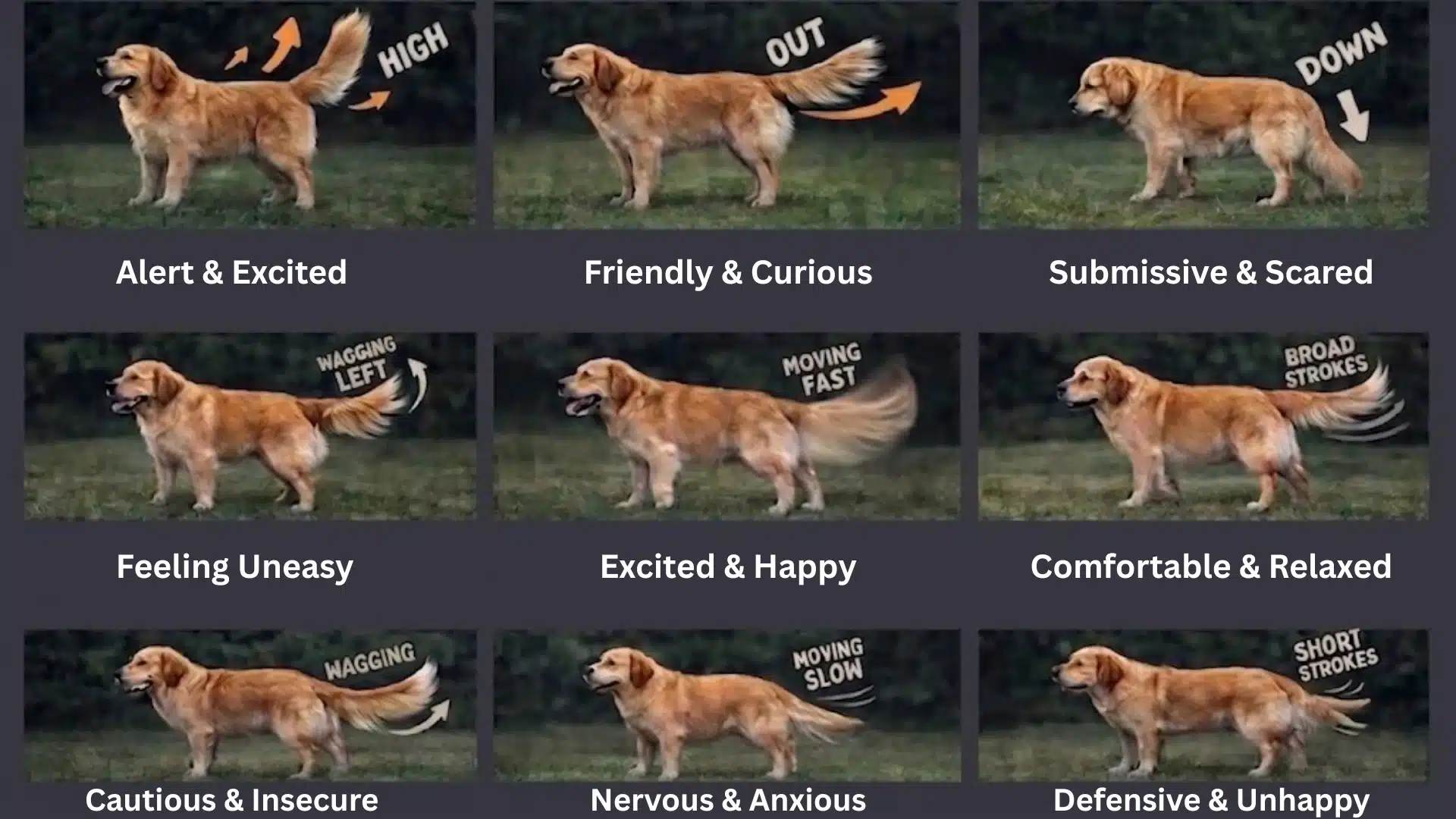 Dog tail positions and wagging styles showing emotions like happy, anxious, relaxed, and scared in a 3x3 chart