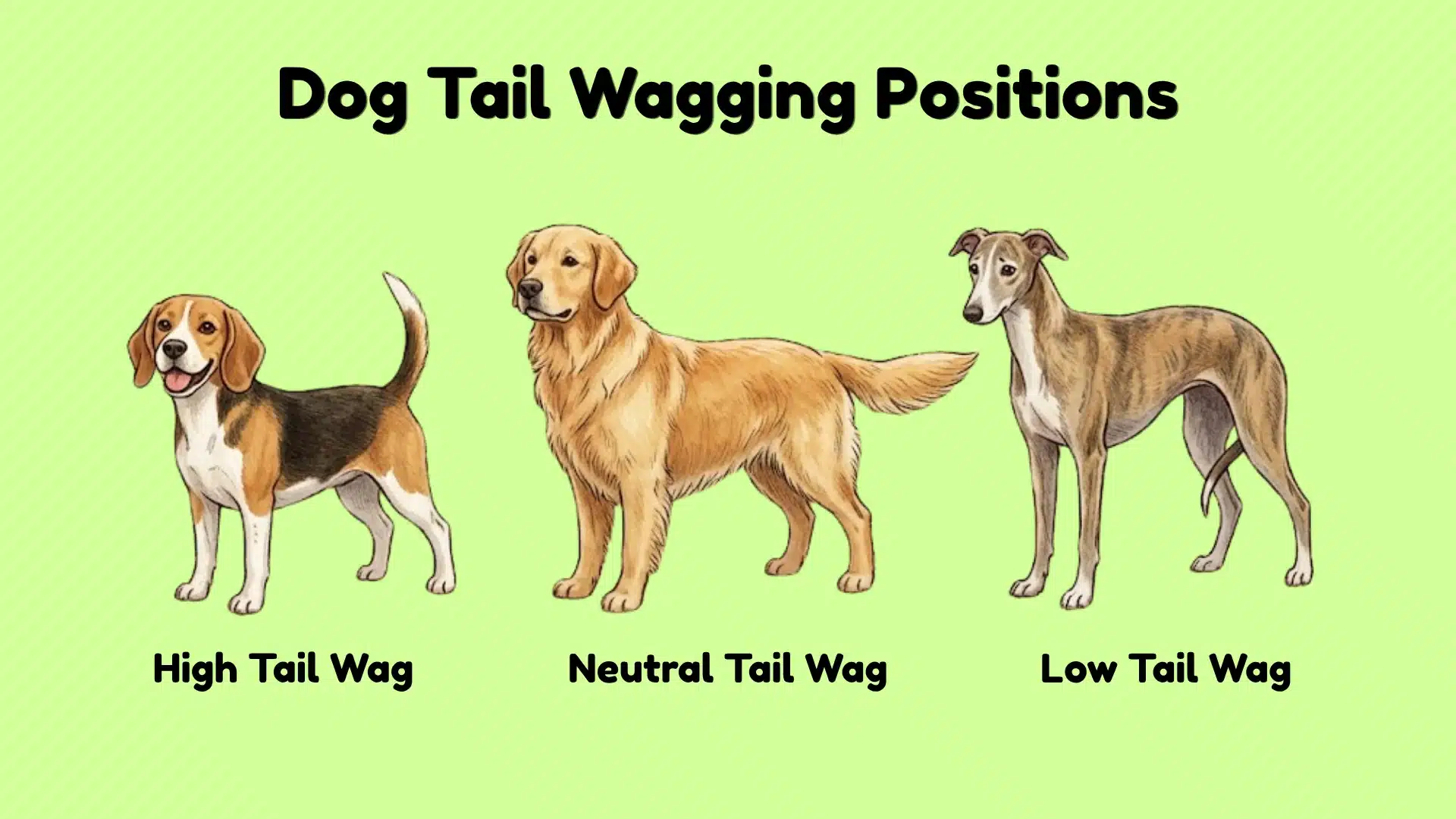 Dog tail wagging positions chart showing high, neutral, and low tail wag meanings with illustrated dog examples