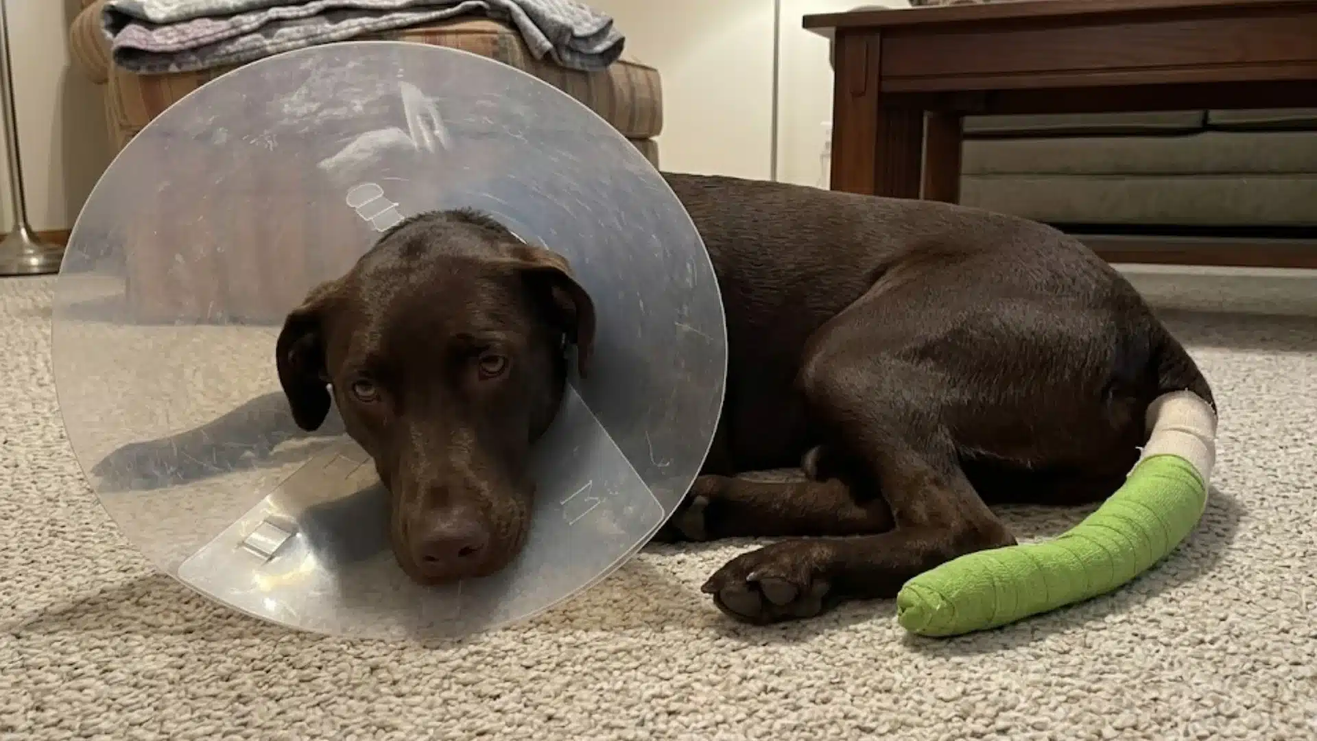 Dog wearing an e-collar with a bandaged tail resting indoors, showing recovery after tail injury or happy tail syndrome treatment