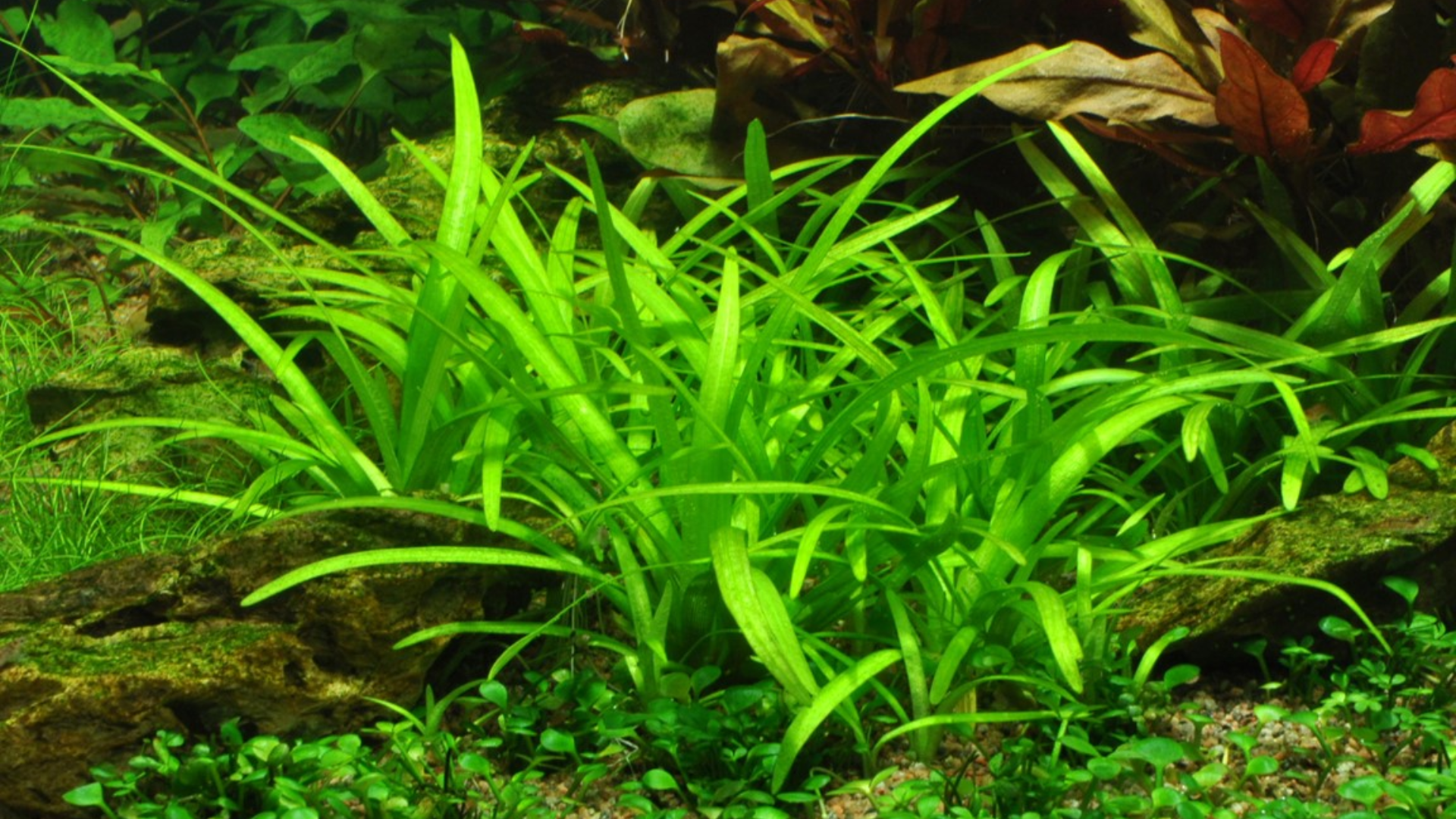 Dwarf Sagittaria (Sagittaria Subulata)