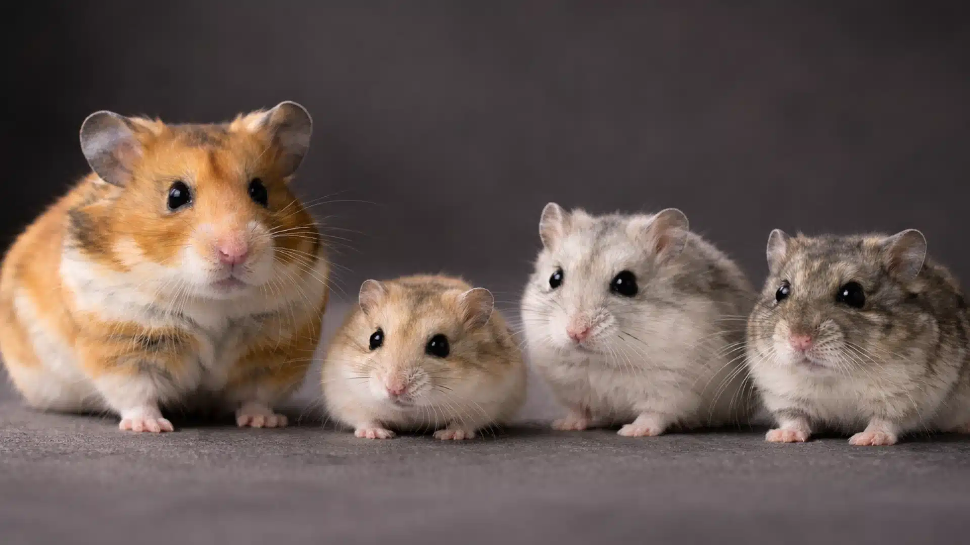 Four hamster breeds lined in a row on a dark background showing Syrian, Roborovski, Winter White, and Campbell’s dwarf with distinct size and fur traits