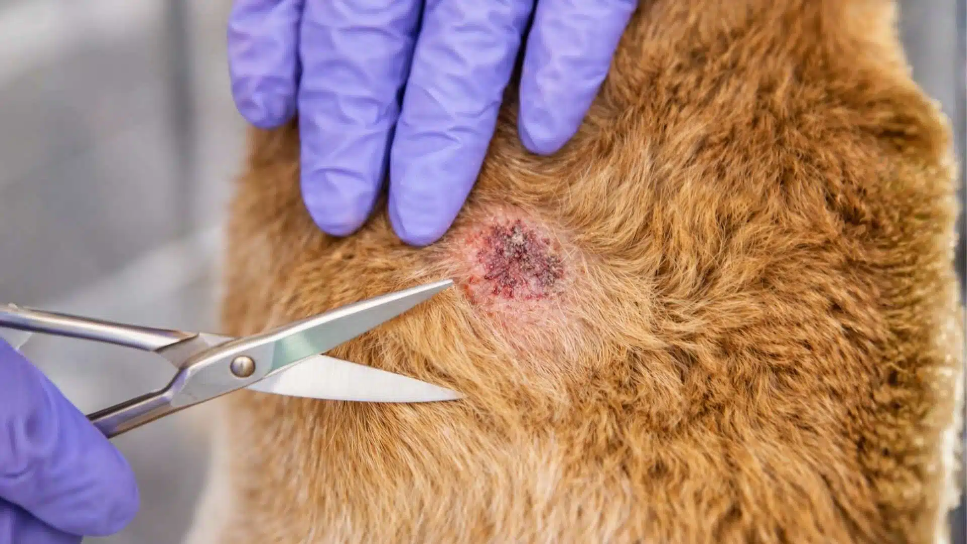 gloved hands trimming dog fur irritated spot