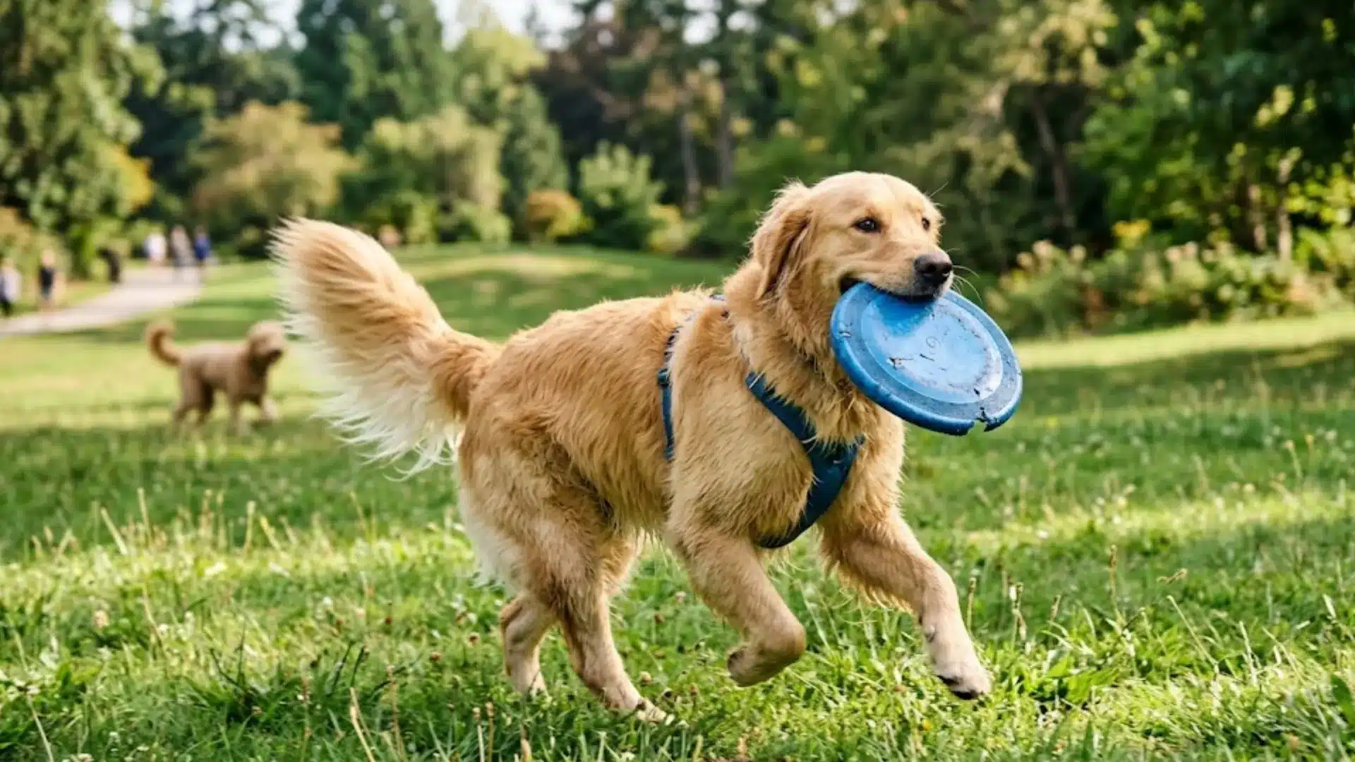 Golden retriever carrying frisbee, tail wagging, running on grass, playful and energetic outdoor scene