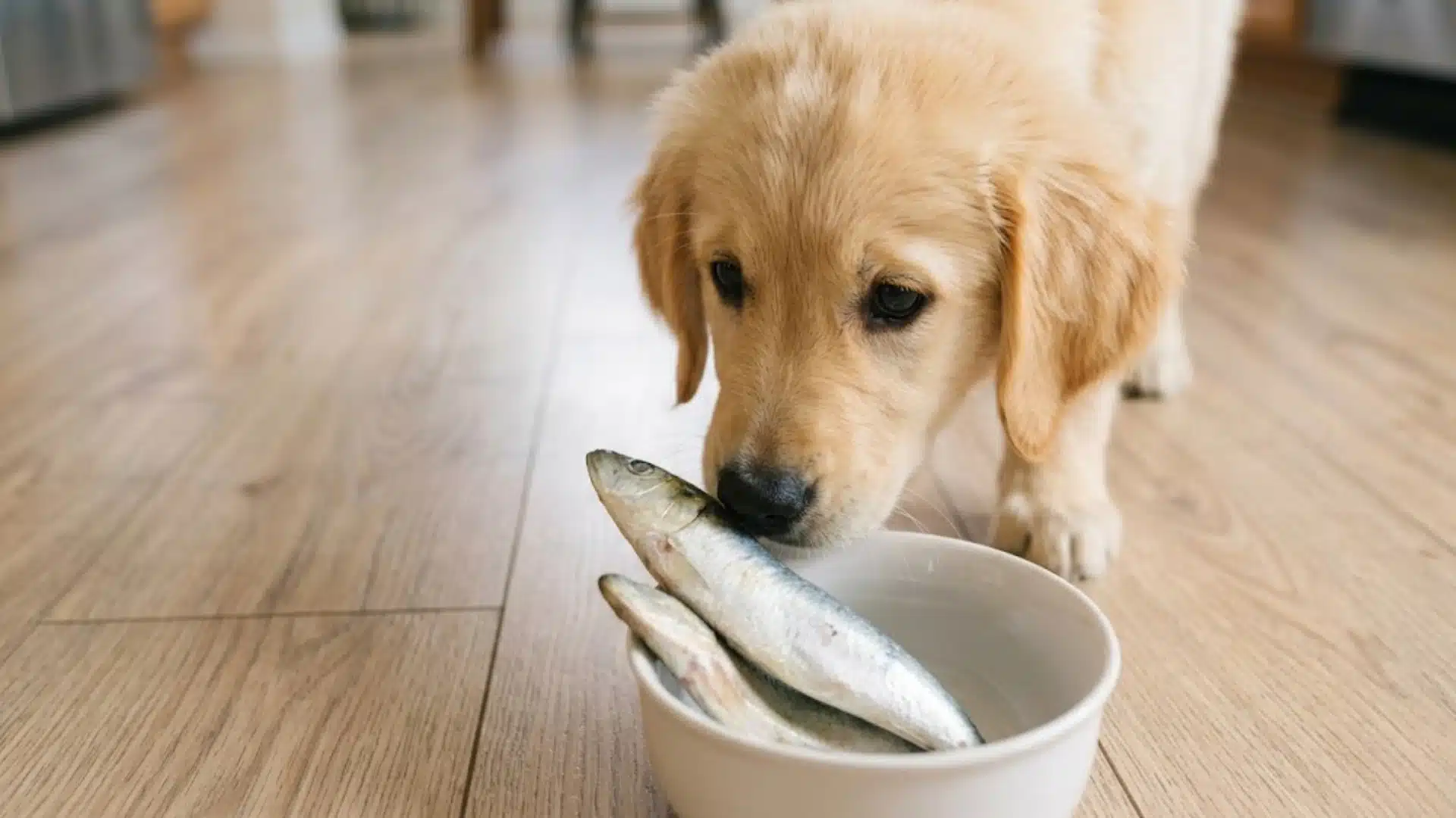 Golden retriever puppy sniffing sardines in a bowl on wooden floor indoors, curious about eating fish safely