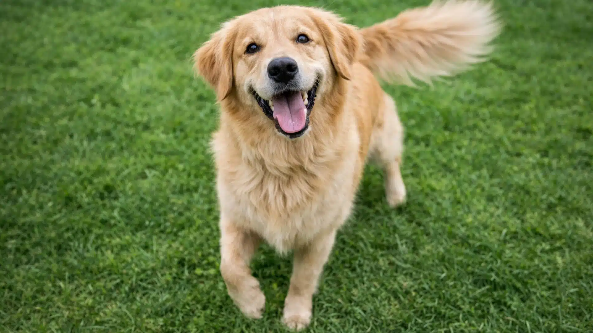 Golden retriever standing on green grass, looking up at camera with tongue out, tail wagging, bright natural outdoor lighting