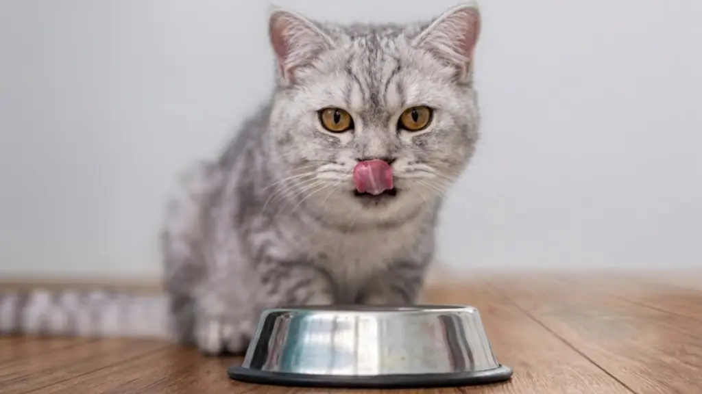 Gray cat licking lips while sitting behind an empty metal food bowl on wooden floor, looking directly at camera