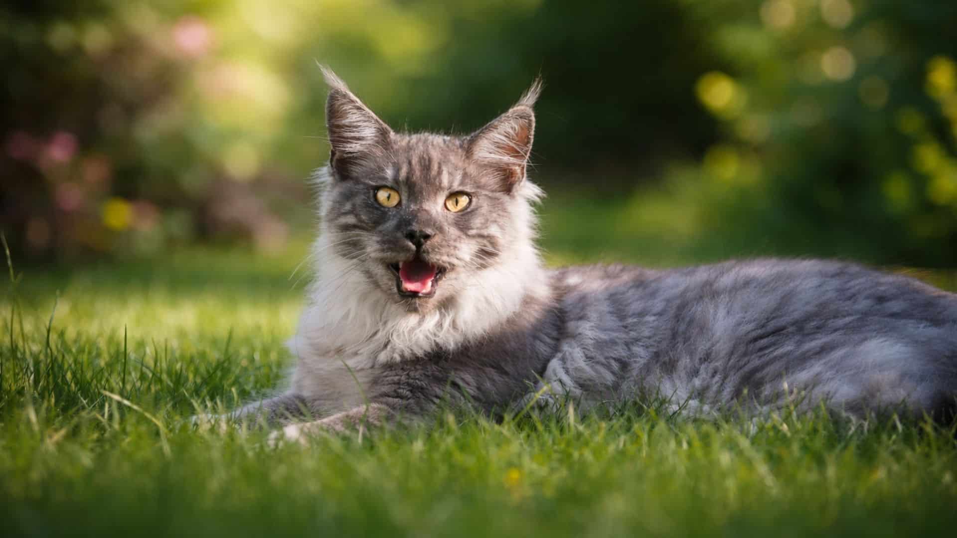 gray cat lying on grass with mouth slightly open