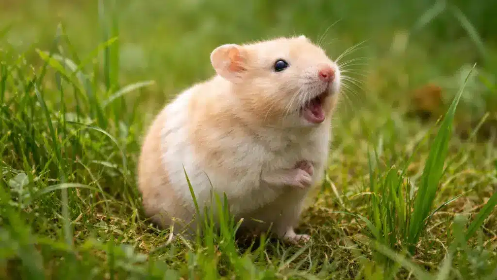 hamster standing in grass with mouth open appearing to make a sound, showing natural vocal behavior in outdoor setting