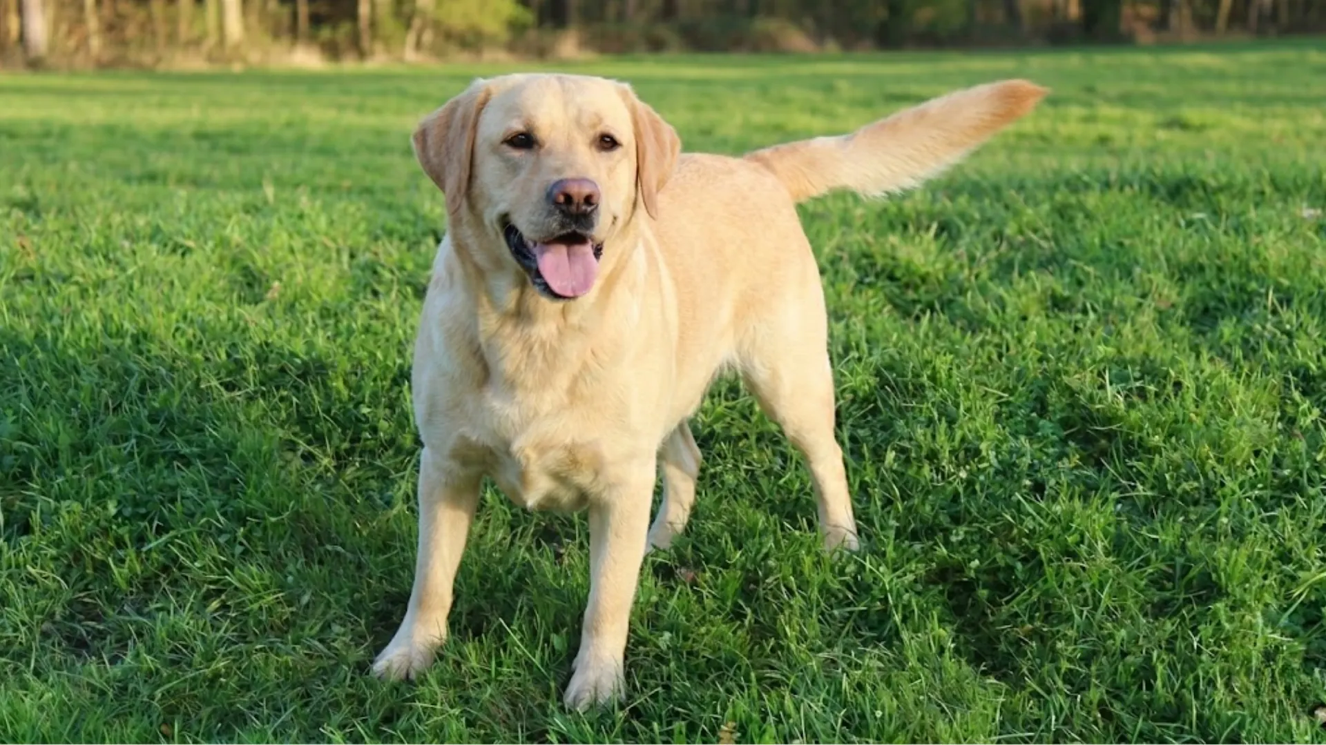 Happy Labrador retriever standing on grass, tail wagging, relaxed posture, open mouth, playful expression outdoors