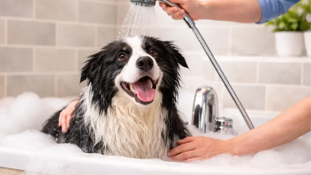 Happy wet Border Collie sitting in a foamy bathtub while one hand supports the body and another sprays water with a shower hea (1)