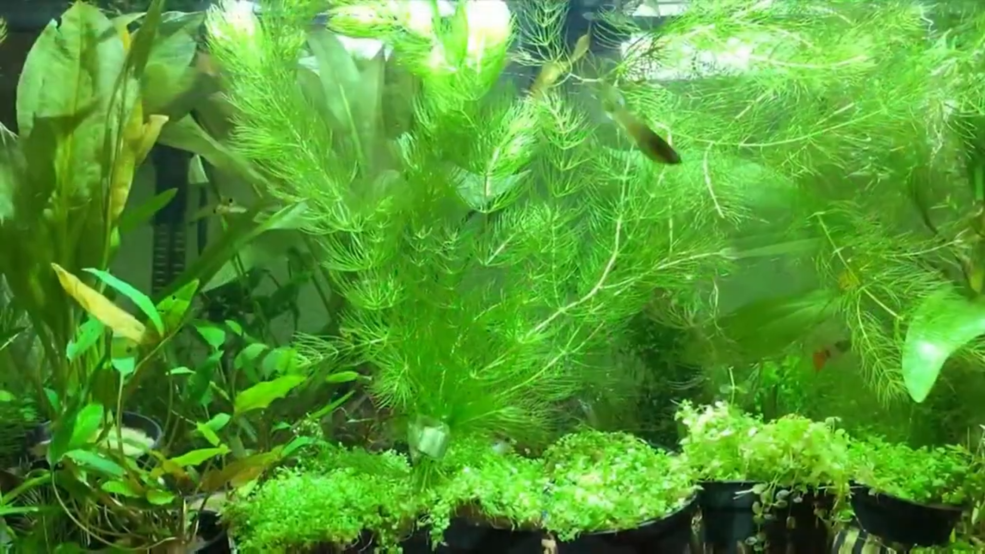 Hornwort (Ceratophyllum Demersum)