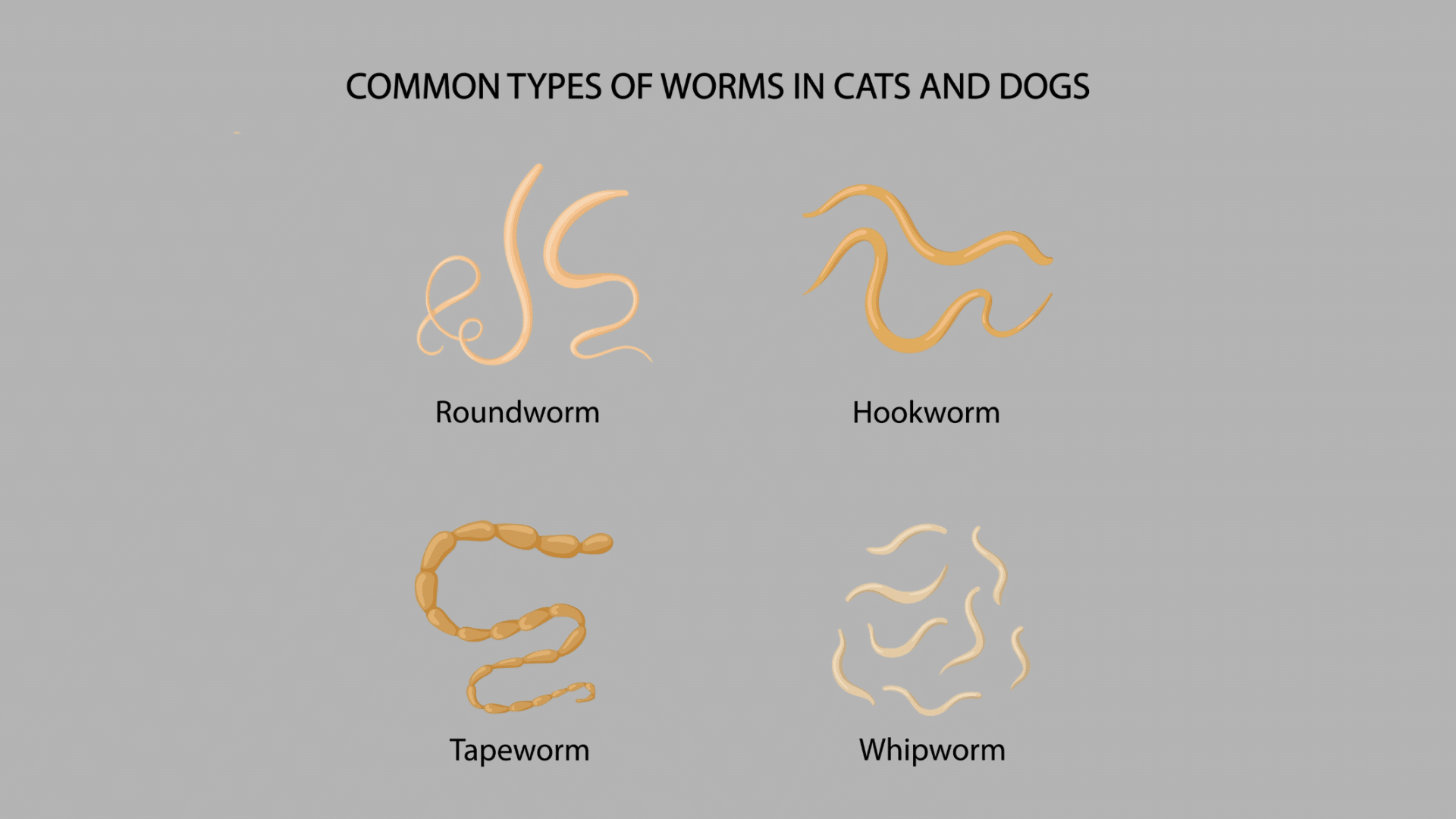 Illustration showing roundworms, hookworms, tapeworms, and whipworms commonly found in cats and dogs