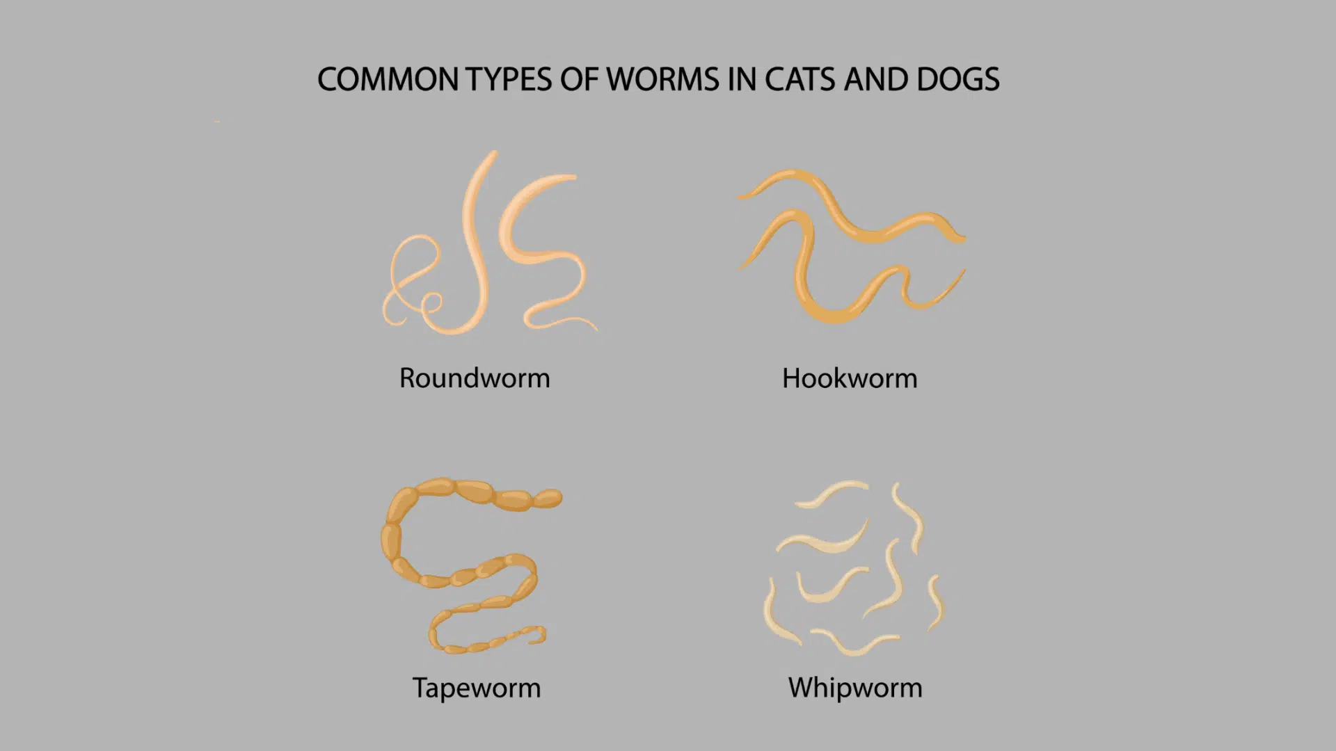 Illustration showing roundworms, hookworms, tapeworms, and whipworms commonly found in cats and dogs