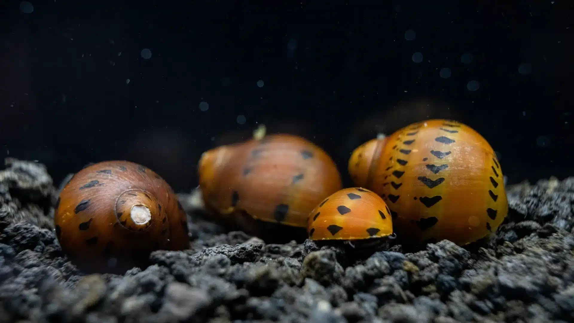 Group of nerite snails with patterned shells resting on substrate inside a freshwater aquarium