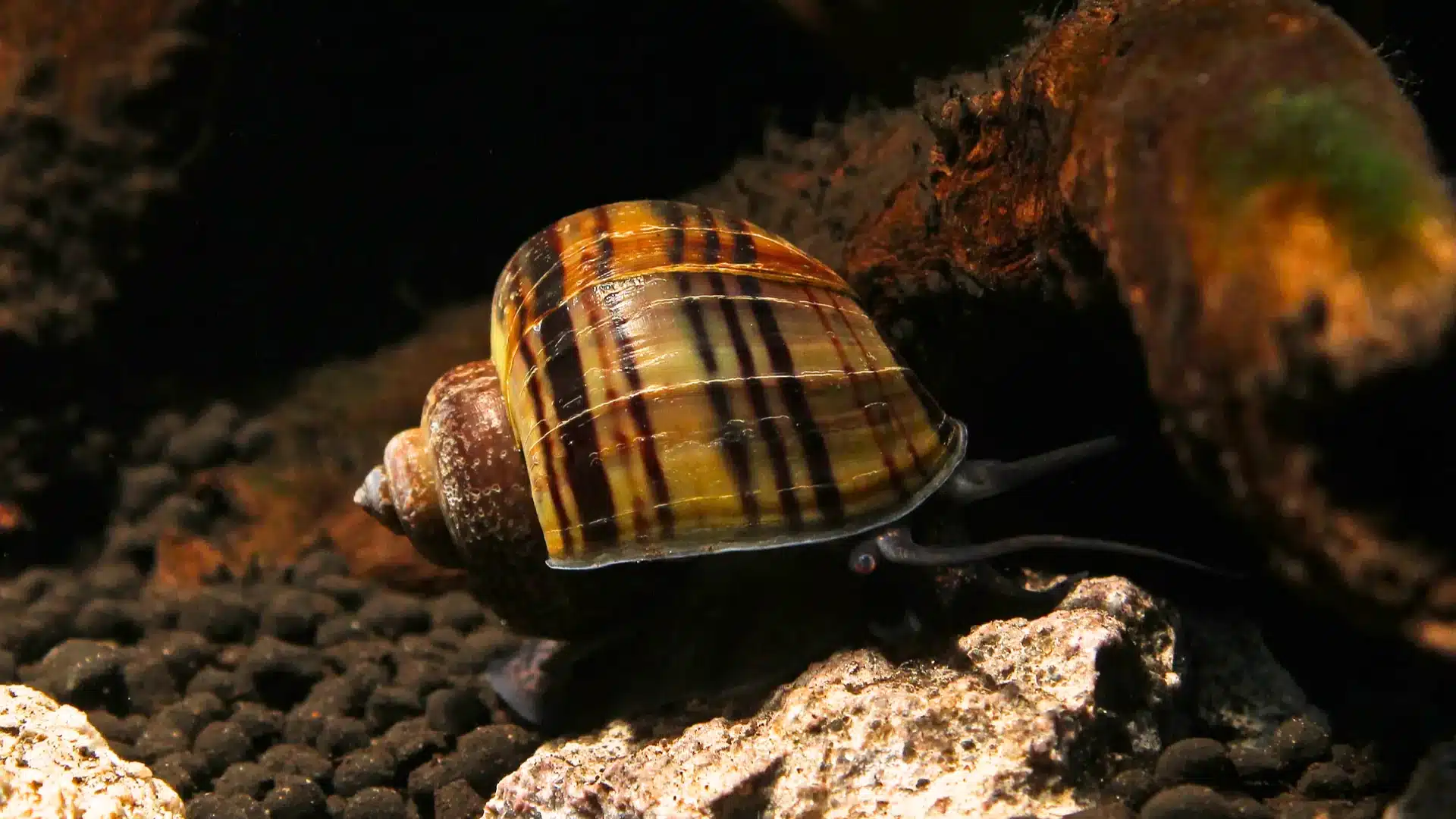 Mystery snail with striped brown shell crawling over dark gravel and driftwood in aquarium environment