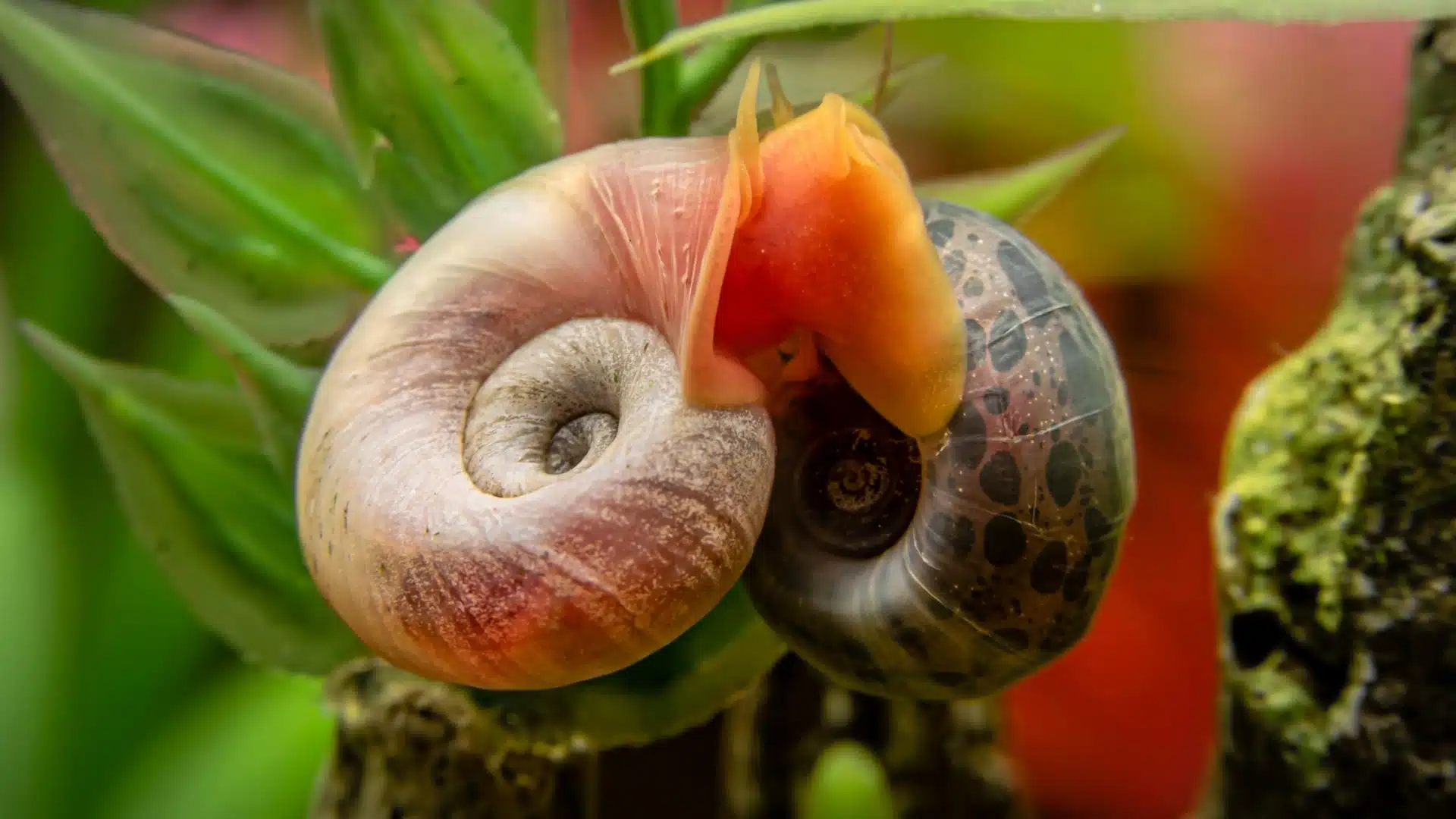 Ramshorn snail with coiled shell attached to aquatic plant in a vibrant planted aquarium setup
